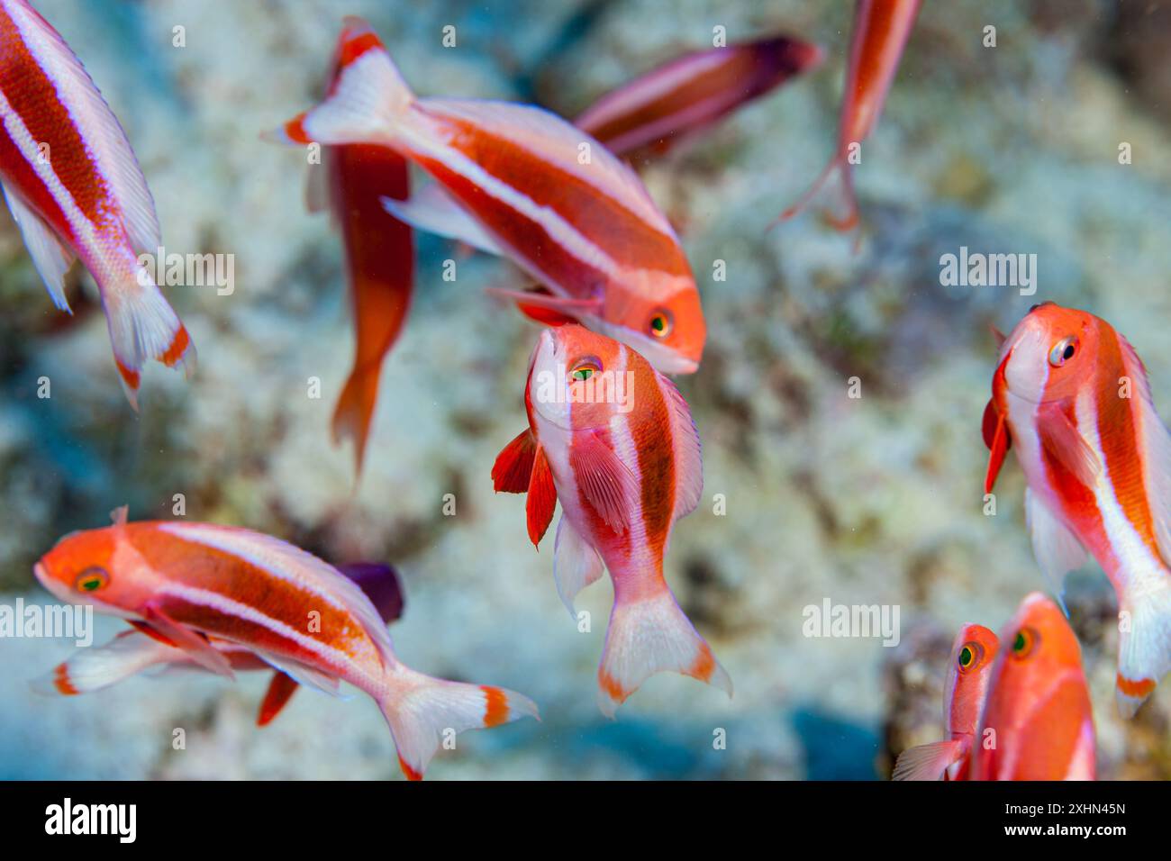 Egitto, Sharm El Sheikh, pesci rossi e bianchi Foto Stock