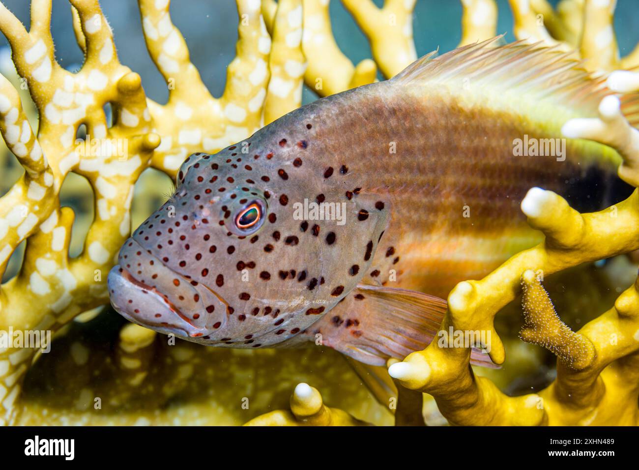 Egitto, Sharm El Sheikh, Hawkfish (Parracirhites forsteri) Foto Stock