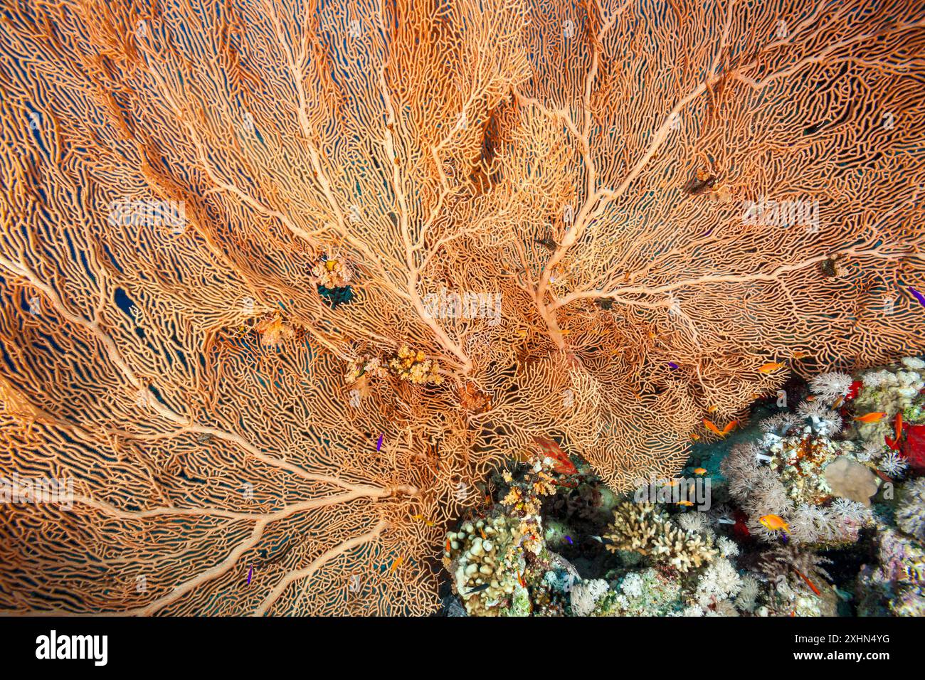 Egitto, Sharm El Sheikh, Giant gorgonian, Sea fan (Subergorgia hicksoni) Foto Stock