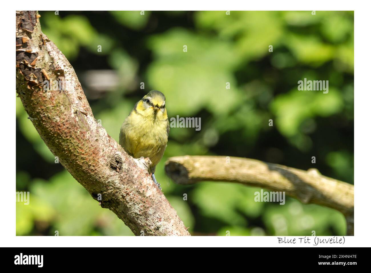 Blue Tit, Bedfordshire Regno Unito Foto Stock