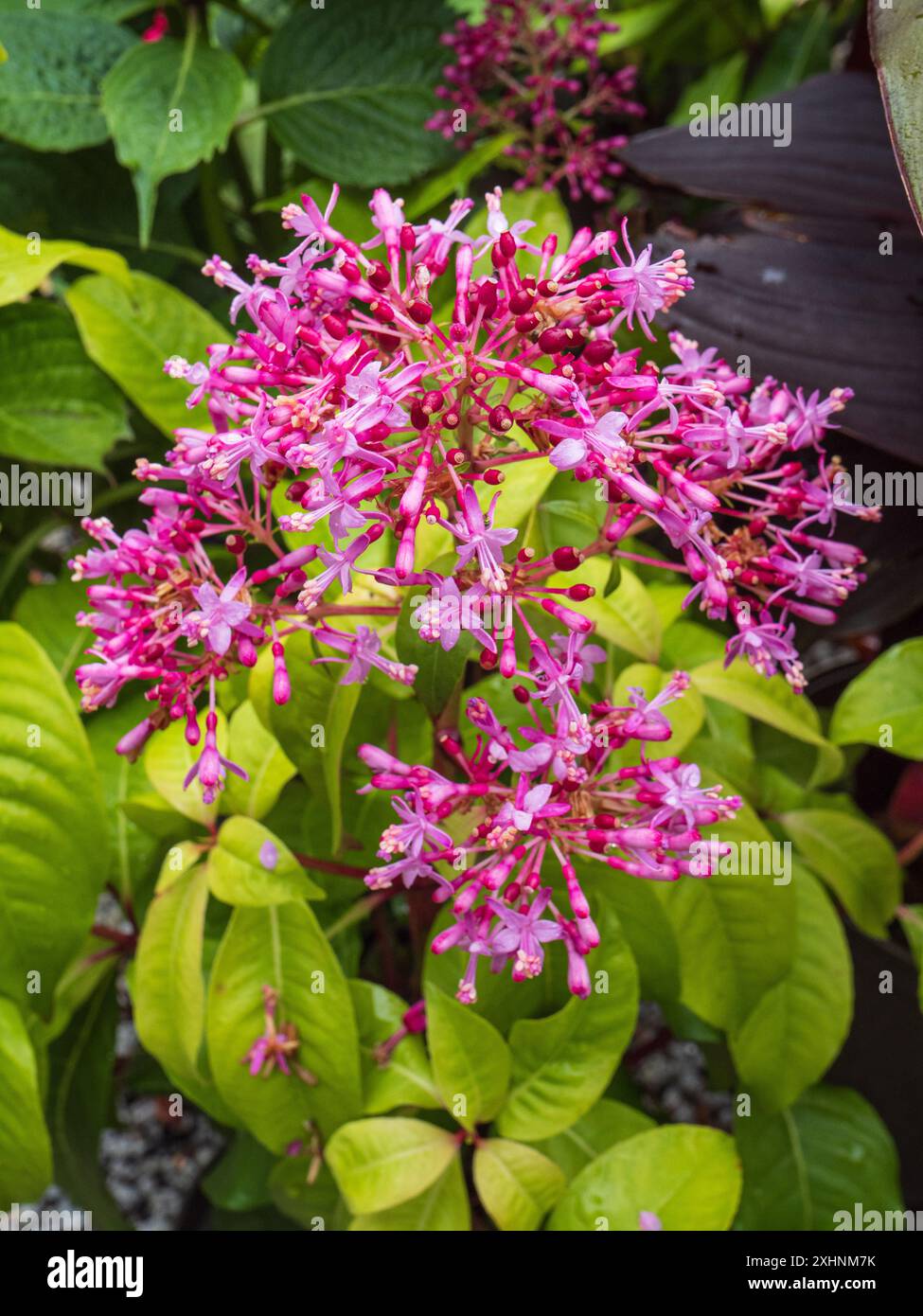 Fiori estivi rosa in un panicolo della tenera fucsia sempreverde, Fuchsia arborescens Foto Stock