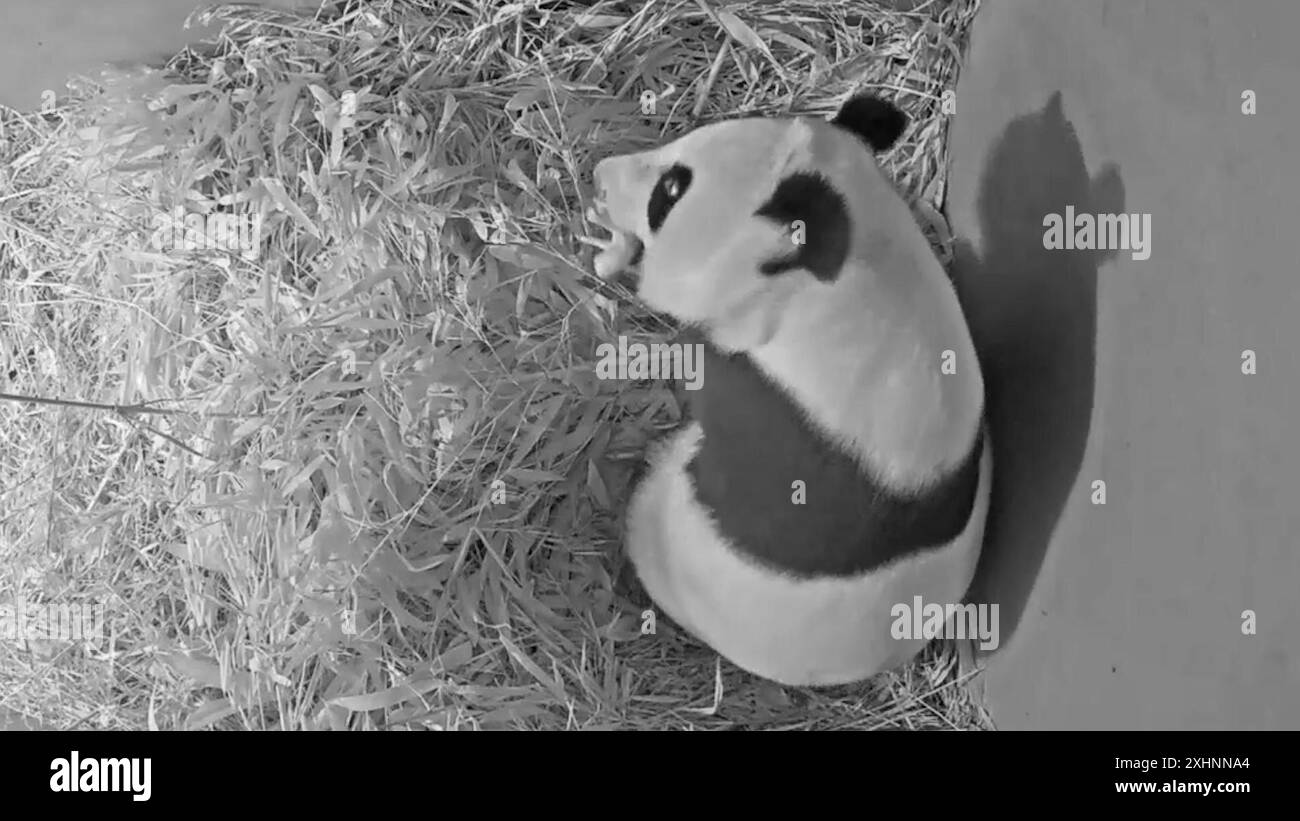 (240715) -- RHENEN, 15 luglio 2024 (Xinhua) -- questa immagine fatta da un video in webcam fornito dallo zoo di Ouwehands il 15 luglio 2024 mostra il panda gigante Wu Wen e il suo cucciolo nella tana della maternità allo zoo di Ouwehands a Rhenen, nei Paesi Bassi. Lo zoo di Ouwehands nella città olandese di Rhenen lunedì ha annunciato la nascita del secondo cucciolo di panda gigante nato nello zoo in quattro anni. 'Panda gigante Wu Wen ha dato alla luce un altro cucciolo venerdì sera, 12 luglio 2024! La madre e il suo cucciolo stanno alloggiando nella tana della maternità e stanno bene", ha detto lo zoo in un comunicato stampa. (Zoo di Ouwehands/handout via Xinhua) Foto Stock