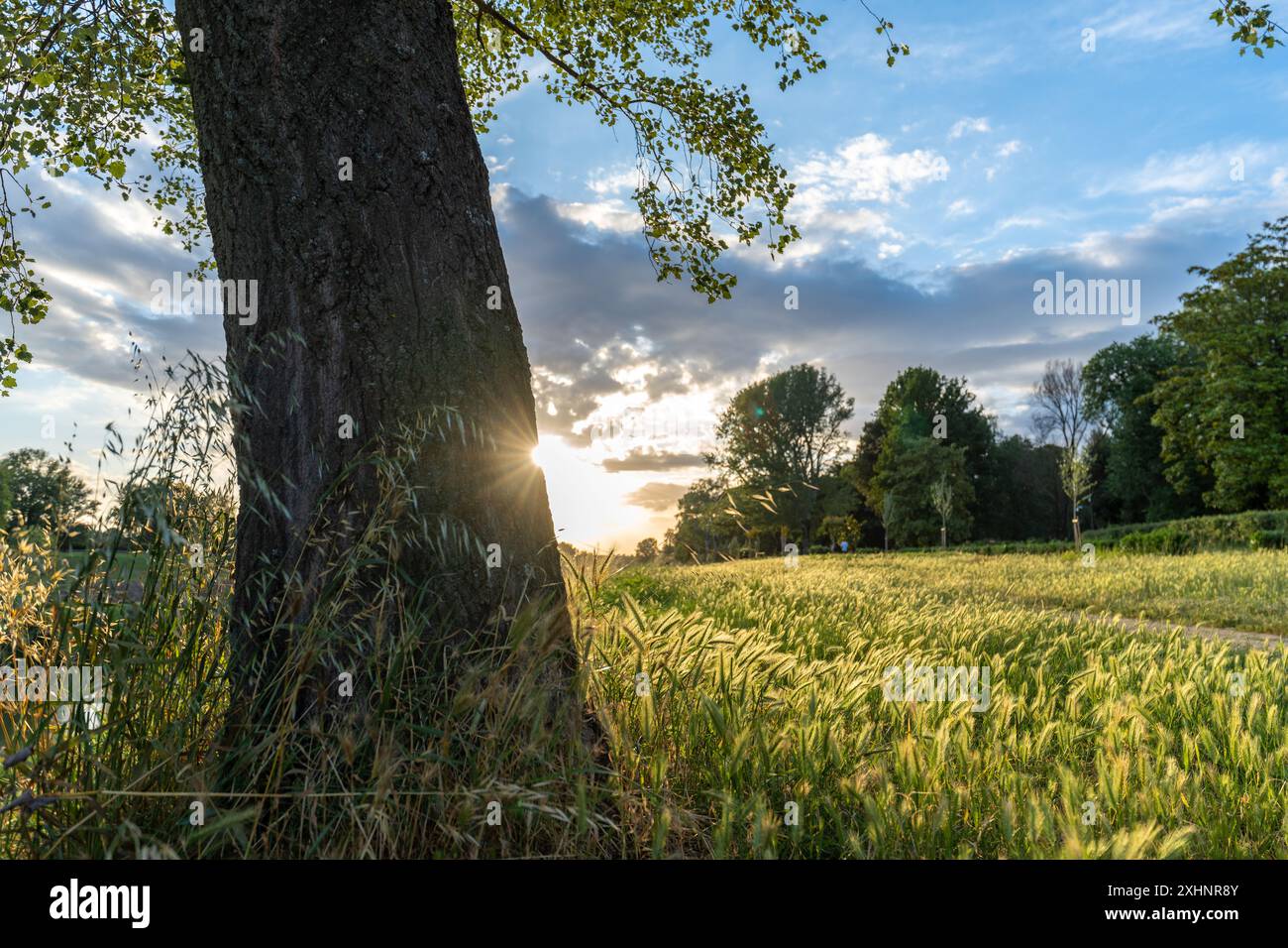 Firenze, Italia - 01 giugno 2024: Tramonto nel parco di Firenze. Un raggio di sole sgorga da dietro un albero. Campo di grano in primo piano. Foto Stock