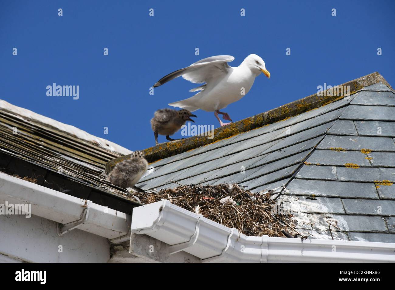 Un Herring Gulls nidifica sul tetto di una casa a Looe, in Cornovaglia. Il gabbiano adulto viene inseguito da uno dei suoi pulcini sorvegliato dal suo sibl Foto Stock