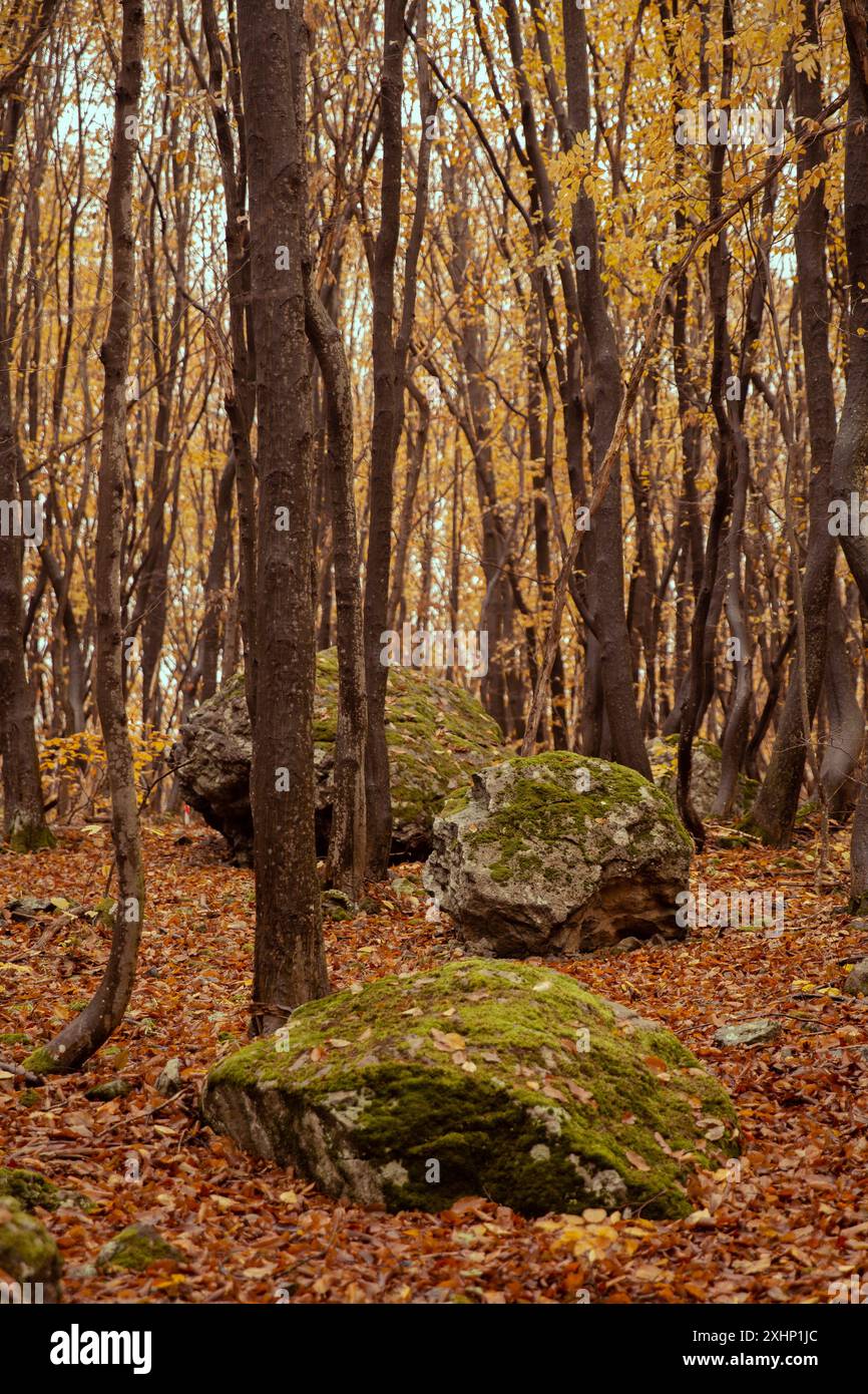 autunno nella foresta bulgara Foto Stock