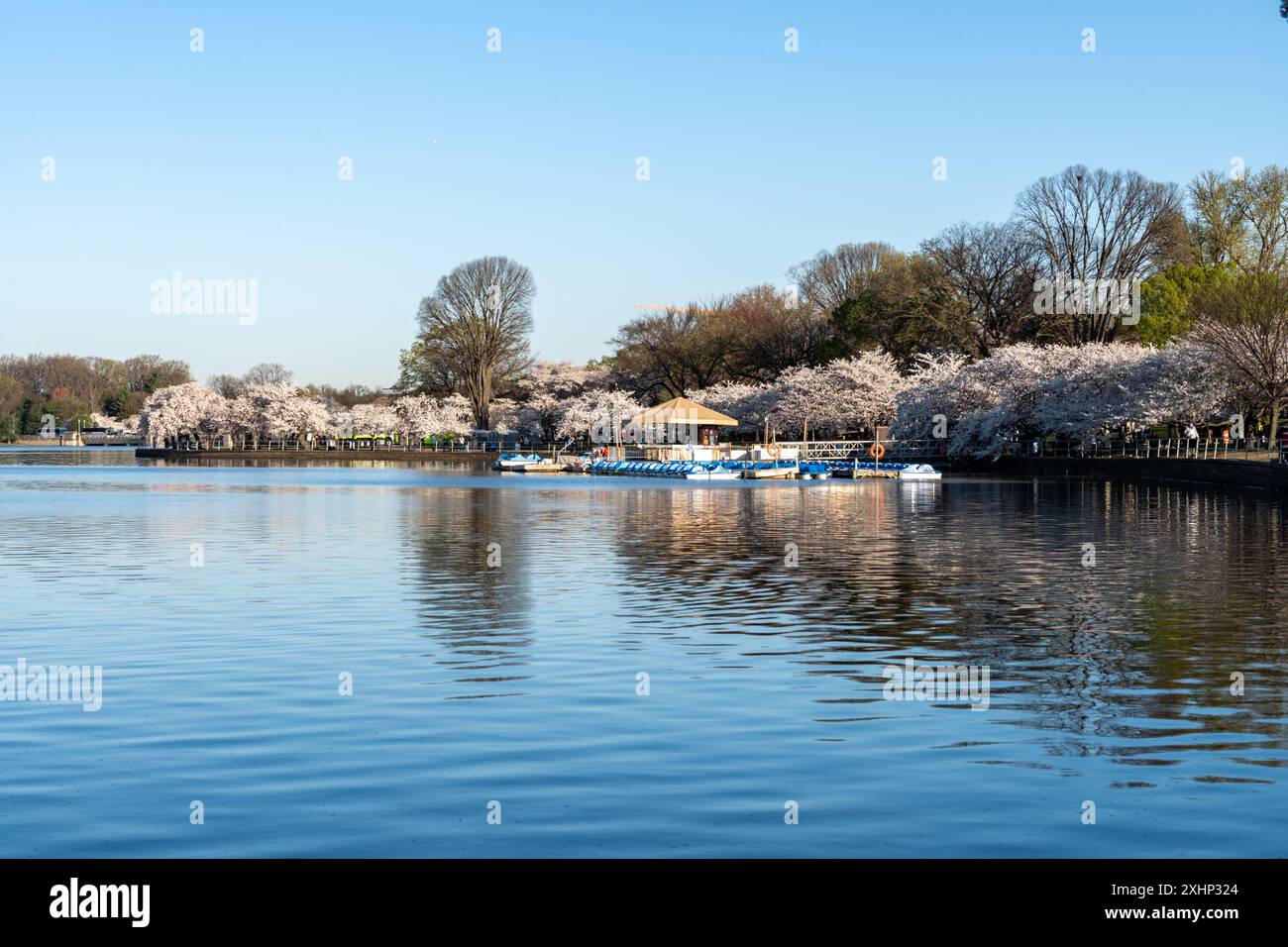 Washington, DC - 25 marzo 2024: Bacino di marea con pedalò al mattino Foto Stock