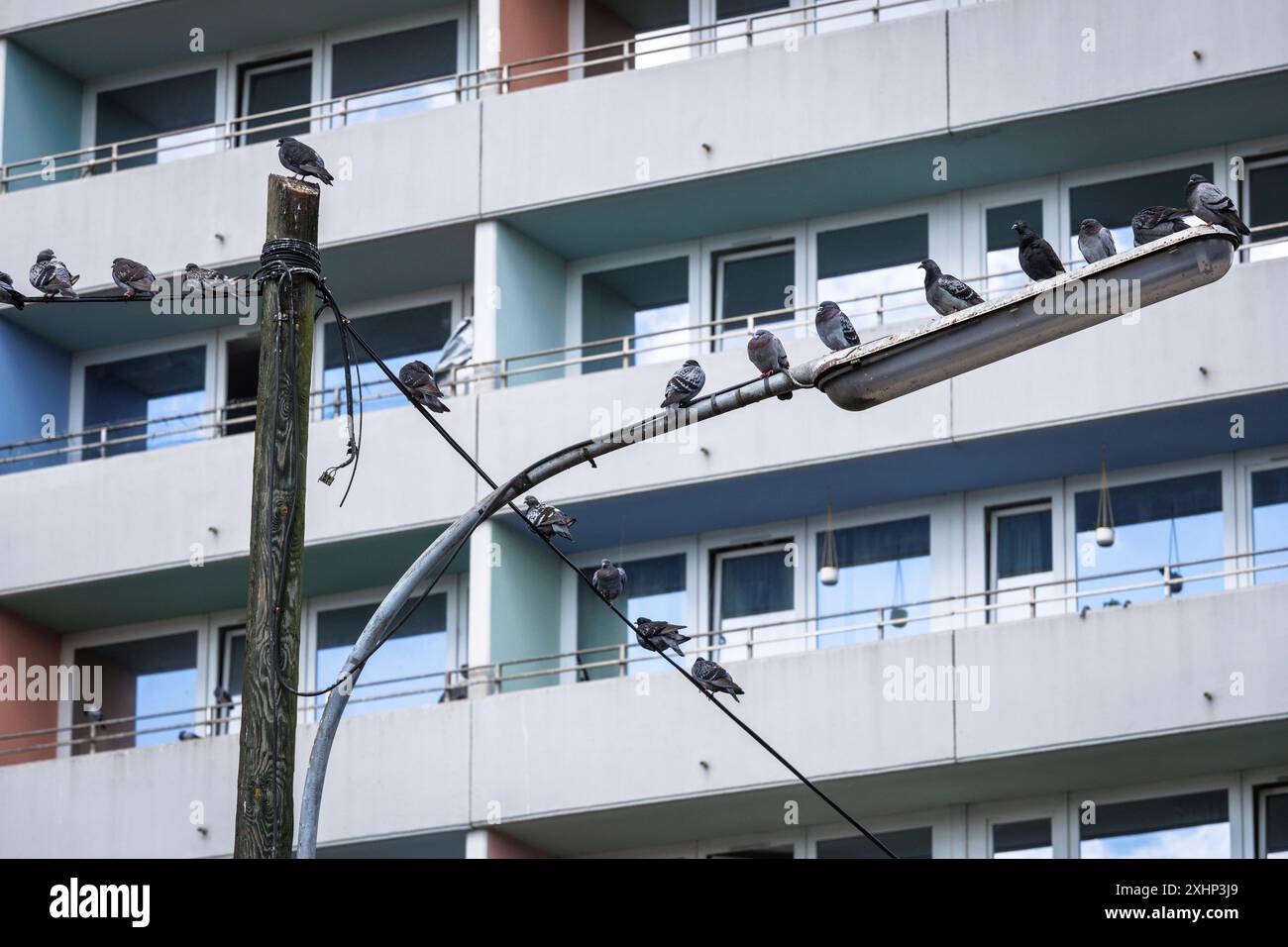 Piccioni seduti su un vecchio lampione nel quartiere di Bickendorf, balconi del grattacielo Coloria (ex Westcentre) in Venloer Street, C Foto Stock