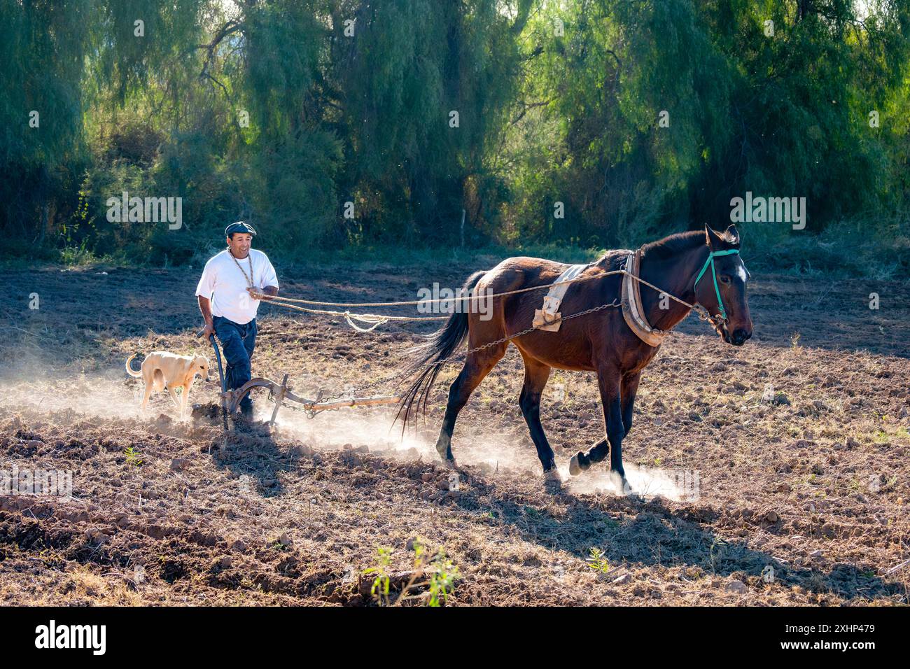 San Juan, Argentina, 3 luglio 2024: Un uomo con il suo cavallo ara un campo da piantare. Accompagnato dal suo cane. Foto Stock