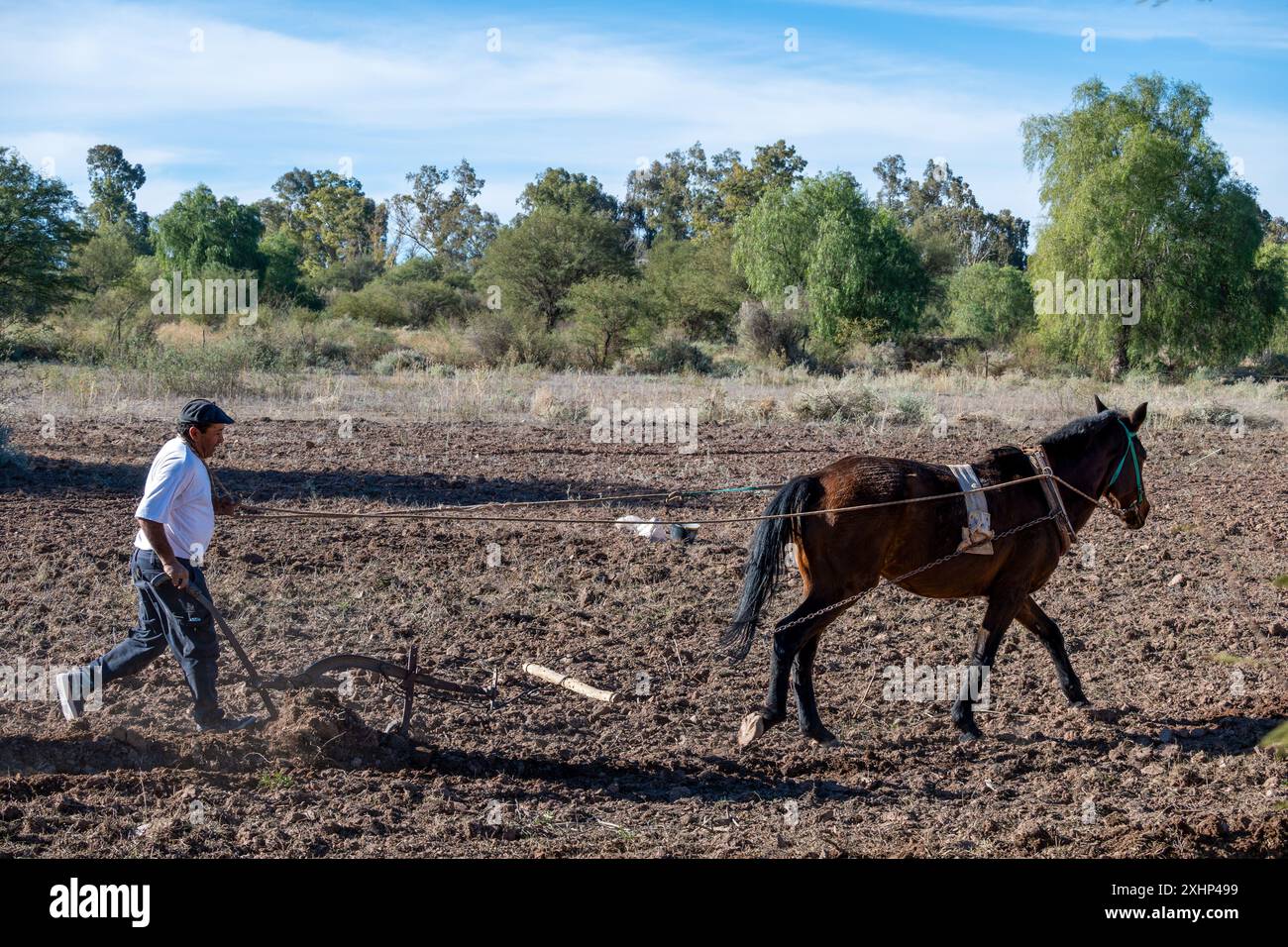 San Juan, Argentina, 3 luglio 2024: Un uomo con il suo cavallo ara un campo da piantare. Accompagnato dal suo cane. Foto Stock