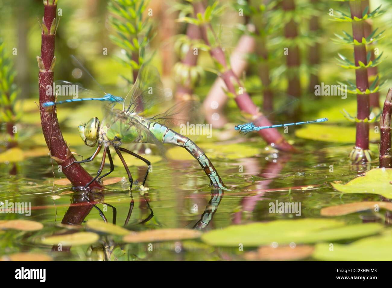dragonfly che deposita uova turbate o ispezionate da due damigelle blu, Foto Stock