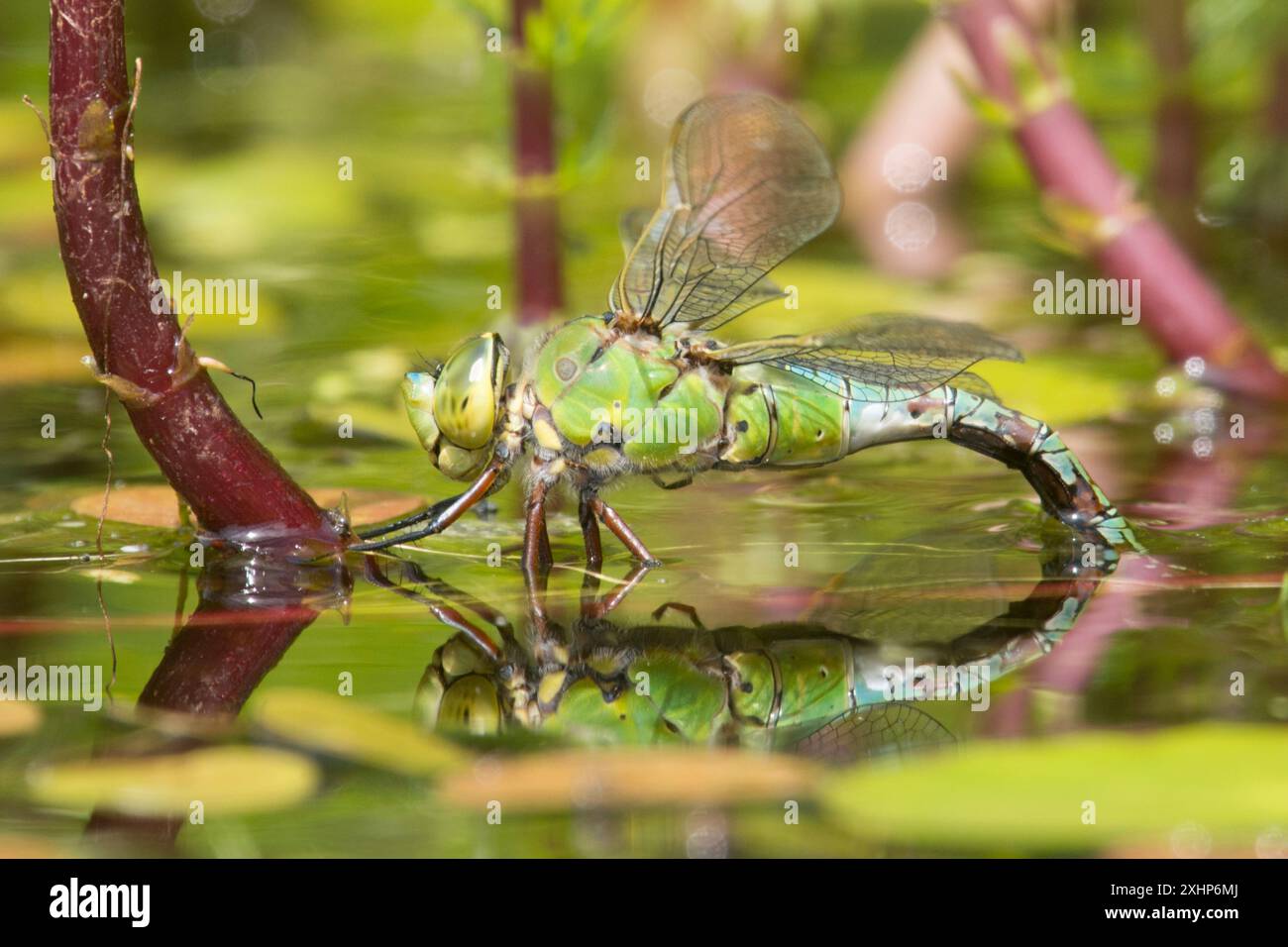 Imperatore Dragonfly, Anax imperator, uova deposte femminili, ovipositing, sulla coda di Mares, Hippuris vulgaris, nel laghetto con flora e fauna selvatiche, Sussex, Regno Unito Foto Stock