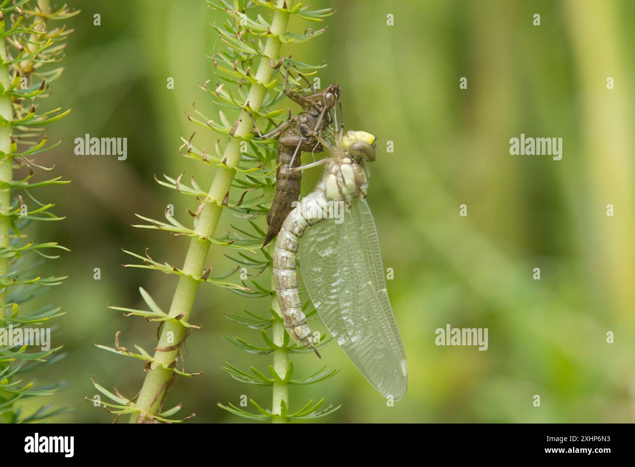 La libellula di Falco del Sud, Aeshna cyanea, si trasforma in un adulto che ancora si aggrappa all'esoscheletro aggrappato allo stagno di Mares-TAIL, Regno Unito Foto Stock