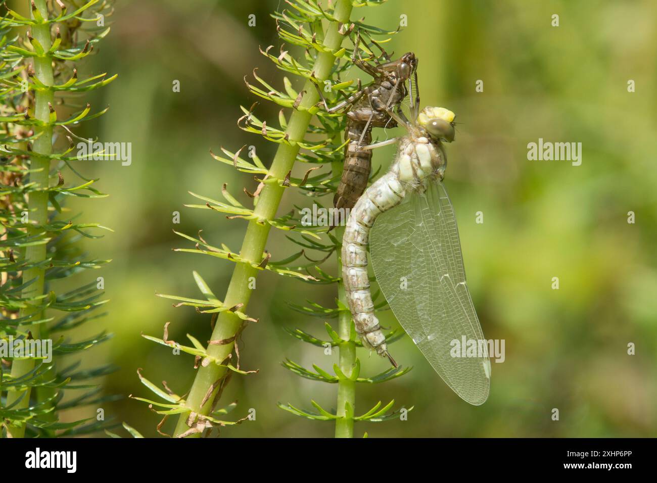 La libellula di Falco del Sud, Aeshna cyanea, si trasforma in un adulto che ancora si aggrappa all'esoscheletro aggrappato allo stagno di Mares-TAIL, Regno Unito Foto Stock