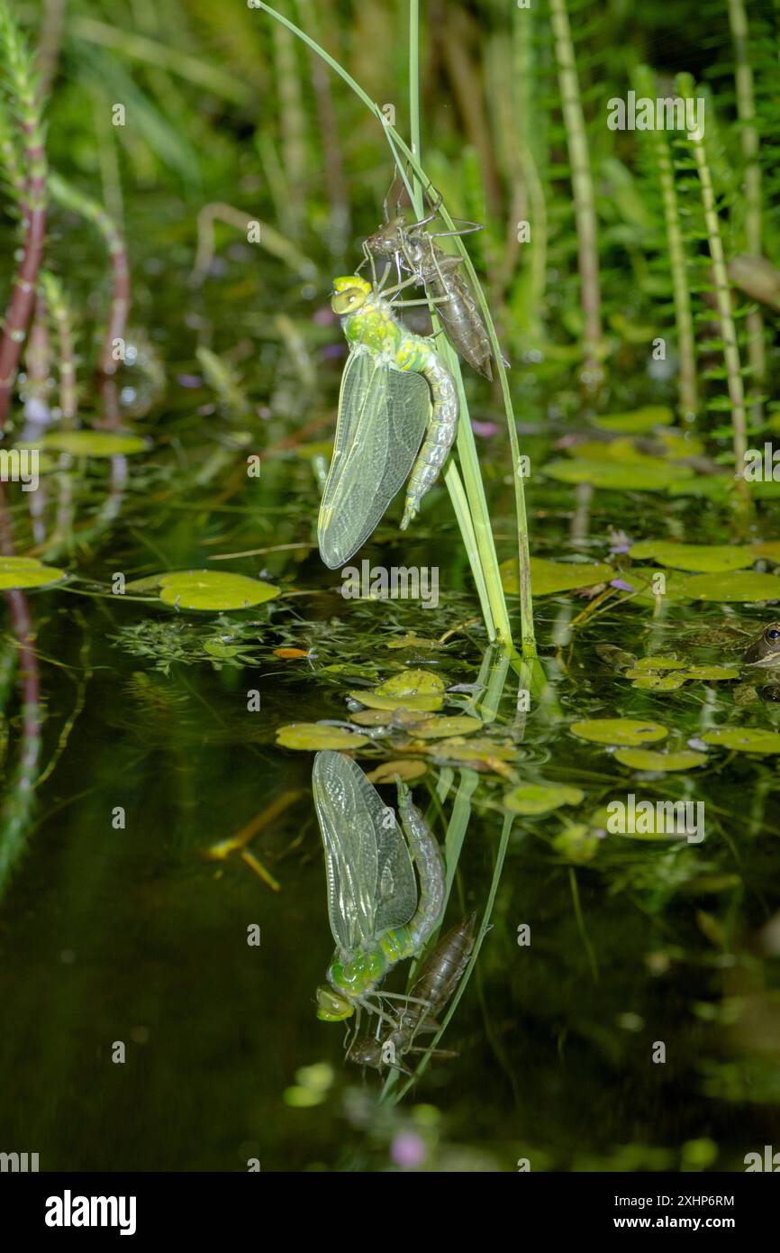 La libellula dell'Imperatore, l'imperatore di Anax, che emerge dalla cassa larvale di notte appesa alla pianta dello stagno con un bel riflesso sull'acqua, metamorfosi Foto Stock