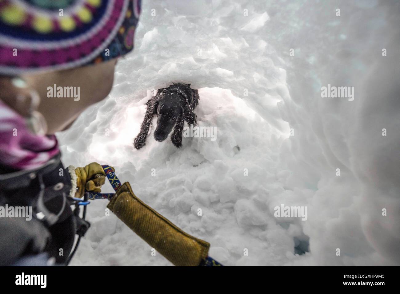 Francia, alta Savoia, Flaine, formazione di cani da valanga, il cane ha appena trovato una falsa vittima sepolta, questo è sepolto in un igloo la cui apertura è Foto Stock