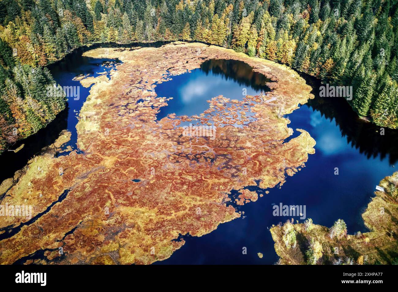 Francia, Vosgi, Parco Naturale Regionale dei Ballons des Vosges, la Bresse, Lago Lispach, torbiere, con una superficie di 10 ha situato a un'altitudine di 900m, clas Foto Stock