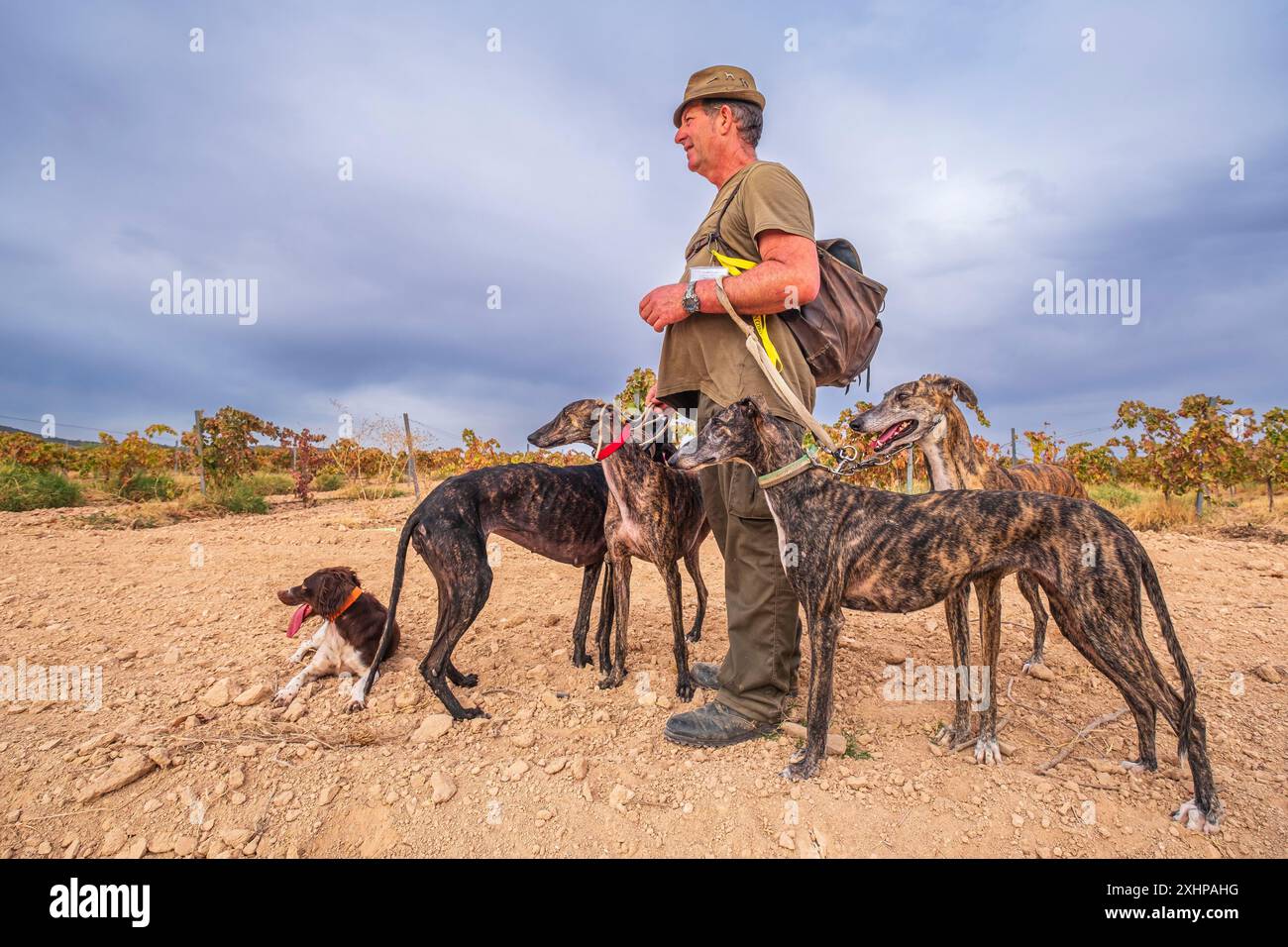 Spagna, Estremadura, dintorni di Villafranca de los Barros sulla Via de la Plata, itinerario di pellegrinaggio spagnolo a Santiago de Compostela, caccia alla lepre Foto Stock