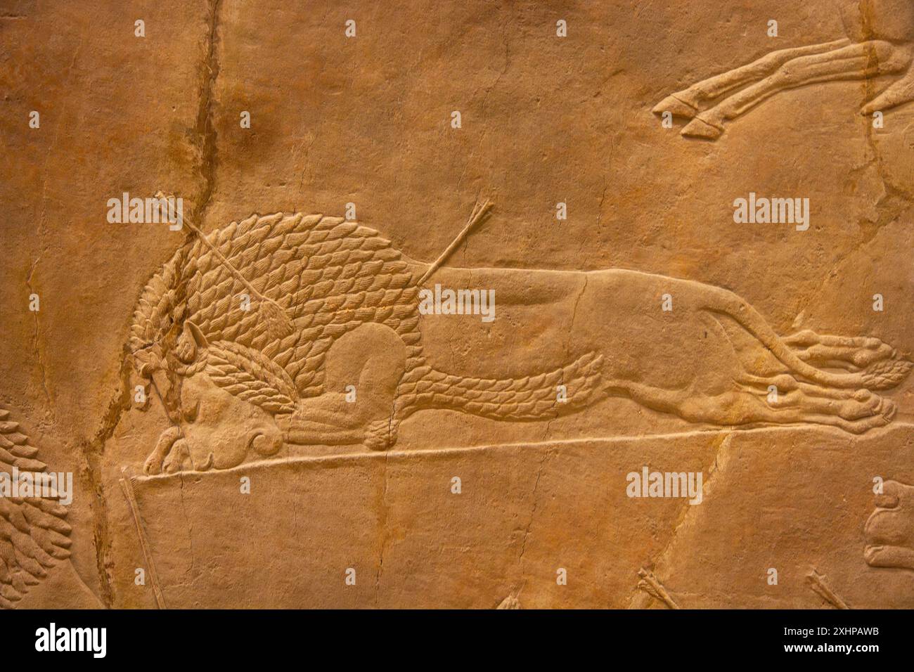 Lion Hunt di Ashurbanipal. British Museum, Londra, Inghilterra. Foto Stock