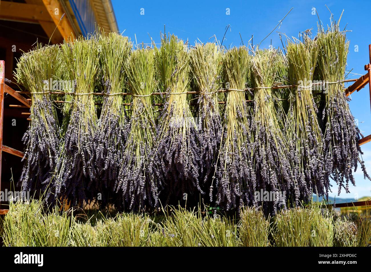 Francia, Vaucluse, Parc Naturel Regional du Mont Ventoux, Sault, Les Lavandes de Champelle, bouquet di lavanda reale raccolto al taglio Foto Stock