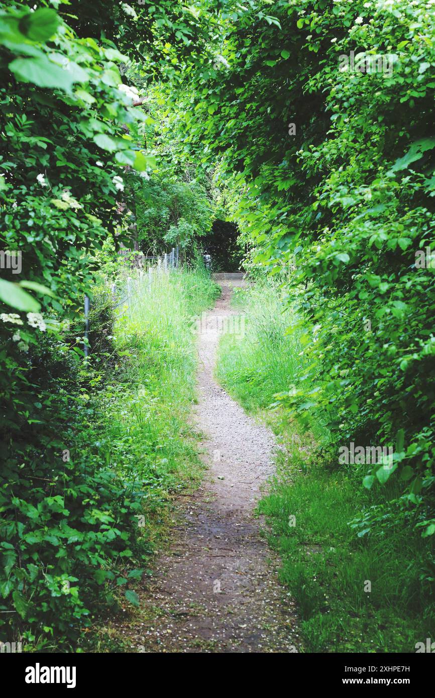Un tranquillo sentiero sterrato si snoda attraverso una vegetazione lussureggiante, invitando a una tranquilla passeggiata tra la bellezza della natura. Perfetto per fuggire dal trambusto e dalla confusione Foto Stock Un tranquillo sentiero sterrato si snoda attraverso una vegetazione lussureggiante, invitando a una tranquilla passeggiata tra la bellezza della natura. Perfetto per fuggire dal trambusto e dalla confusione Foto Stock