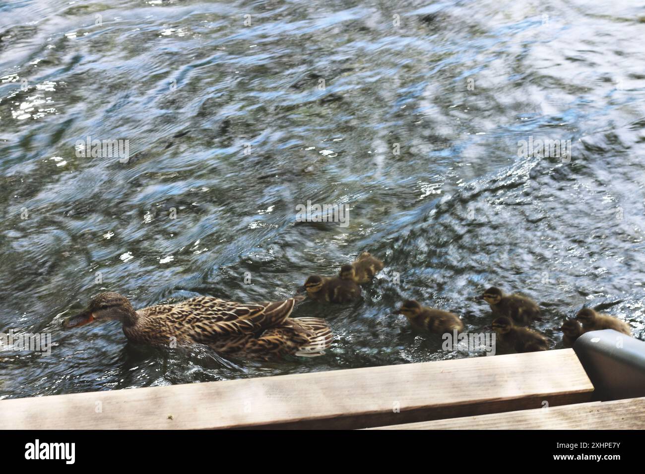 Una scena emozionante di una madre Mallard che guida i suoi anatroccoli lungo un tranquillo corso d'acqua. Questo momento affascinante cattura la bellezza della natura e il bon Foto Stock