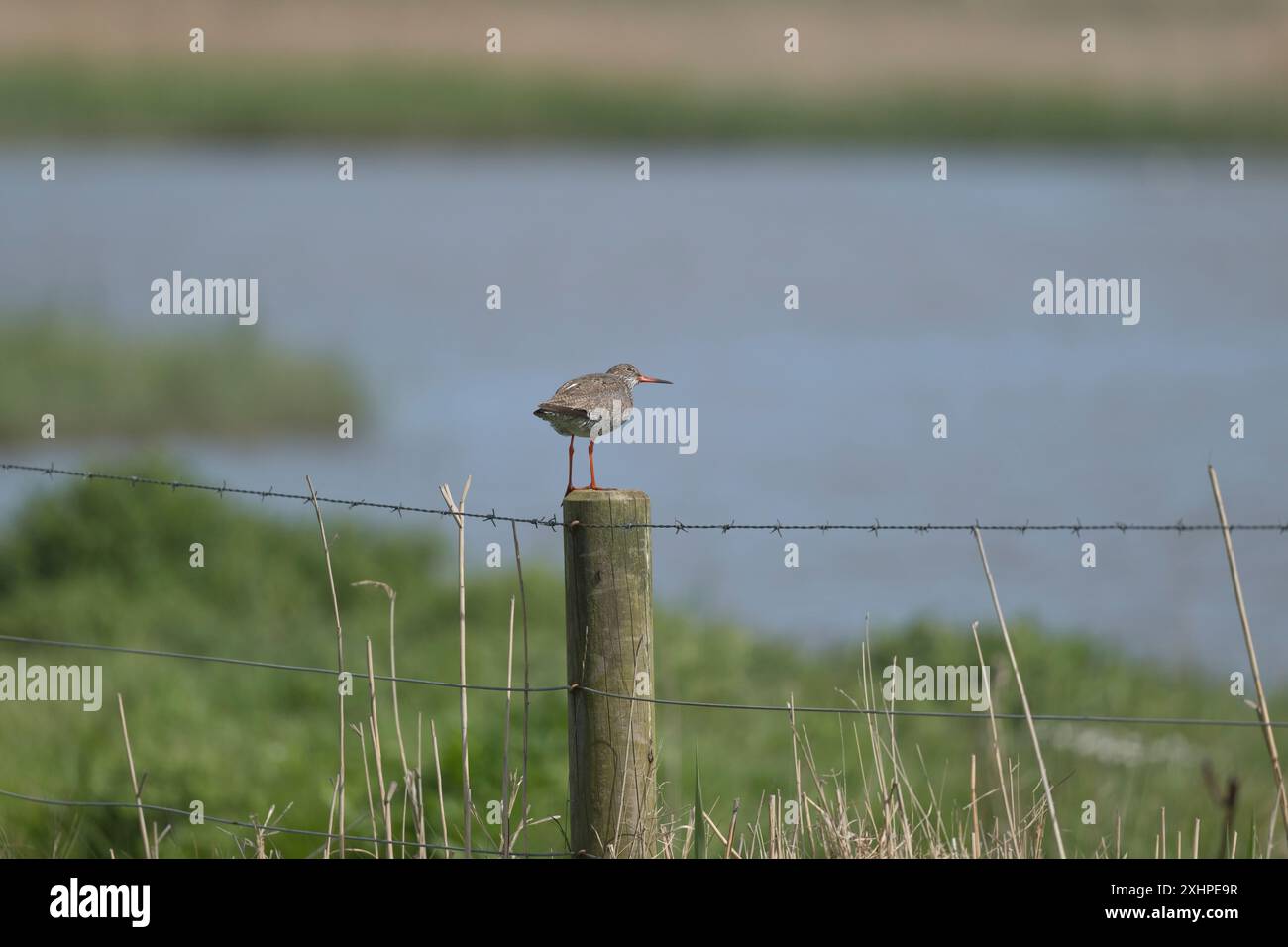 Redshank comune sul palo della recinzione Foto Stock