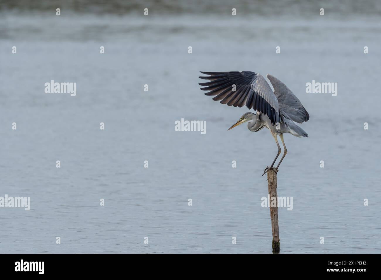 Grey Heron appollaiato sulla palo sull'acqua Foto Stock