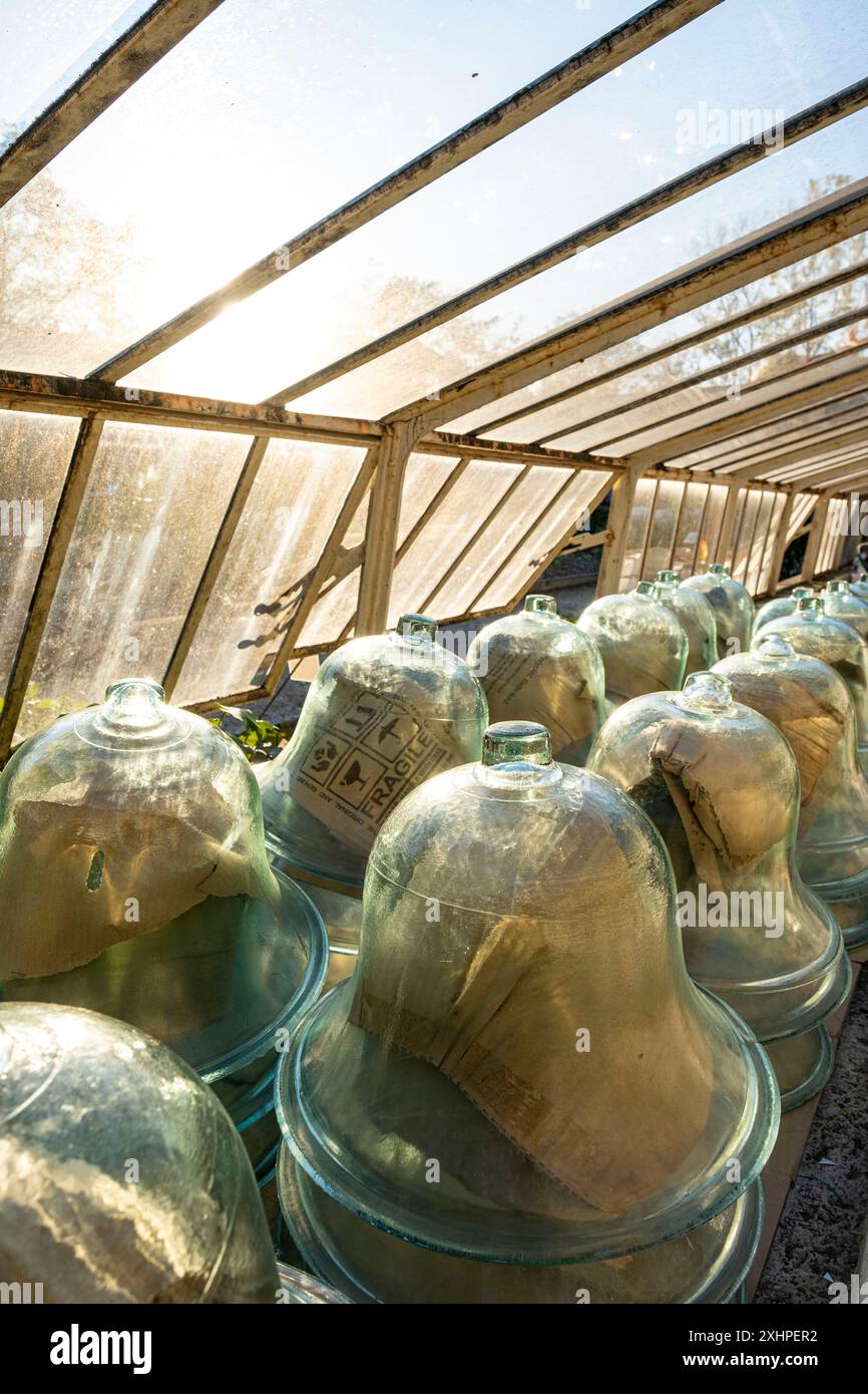 Francia, Essonne, Yerres, PROPRIETE Caillebotte, orto Caillebotte, campane di vetro immagazzinate nella serra Foto Stock