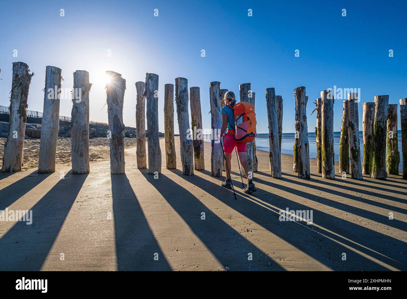 Francia, Morbihan, Gavres, la Grande spiaggia, Grande sito di Francia dune selvagge da Gavres a Quiberon, riabilitazione della costa, pali idraulici m Foto Stock