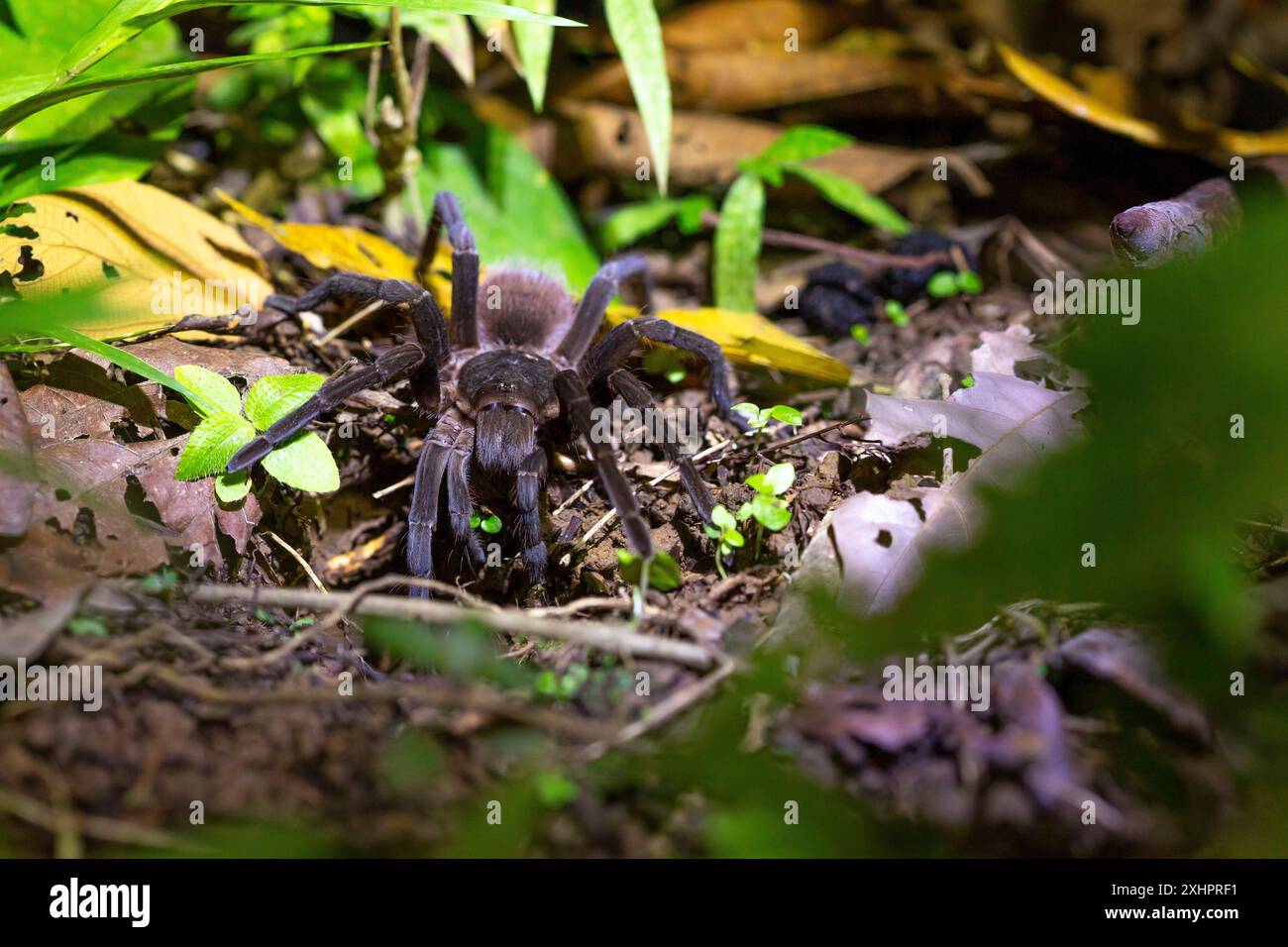 Costa Rica, provincia di Limon, Parco Nazionale di Cahuita, tarantula Foto Stock