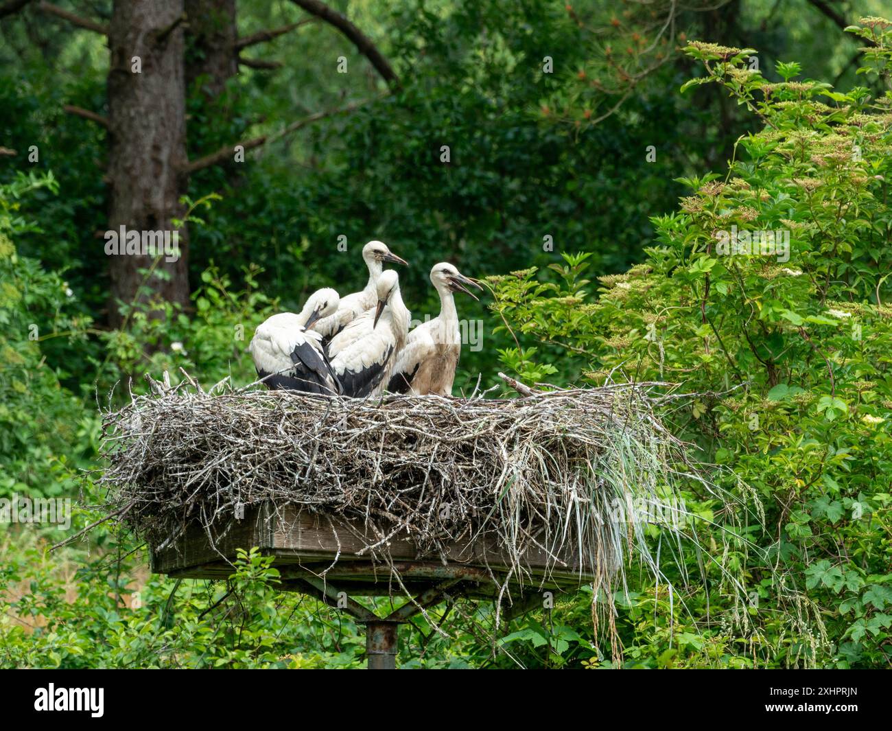 nido pieno di cicogne su un palo Foto Stock