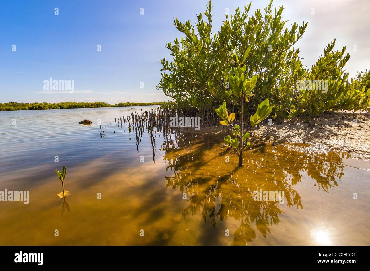 Francia, piccole Antille, Antille francesi, Saint-Martin, Baia d'Oriente, Riserva Naturale Nazionale, salumi orientali, mangrovie rosse (Rhizophora mangle) Foto Stock