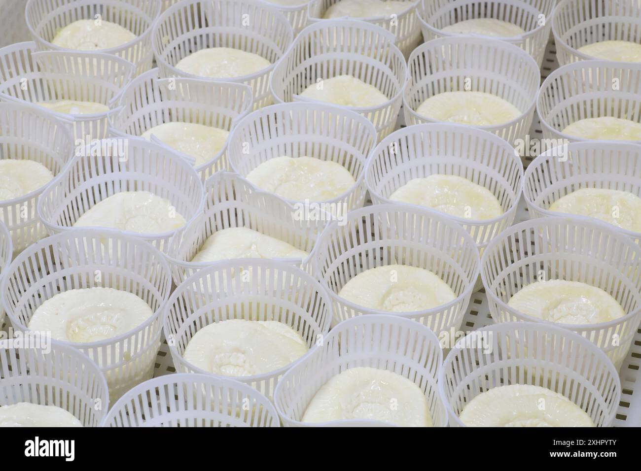Malta, Haz-Zebbug, azienda agricola tal Karmnu, produzione di formaggio di pecora locale: Gbejna, qui formaggio fresco in filetti Foto Stock