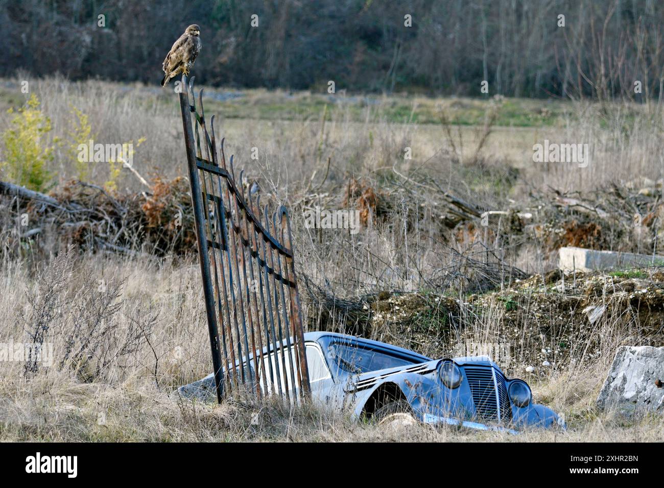 Francia, Doubs, Mathay, Common Buzzard (Buteo buteo) arroccato su un vecchio cancello che si affaccia su una vecchia auto abbandonata Foto Stock