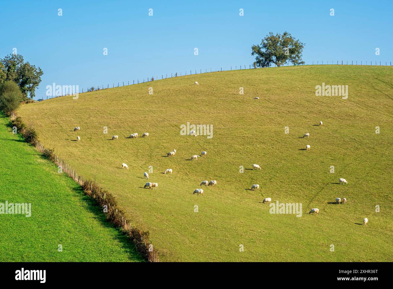 Francia, Pirenei Atlantici, Ostabat-ASME, tappa sulla via Lemovicensis o Vezelay, una delle vie principali per Santiago de Compostela Foto Stock