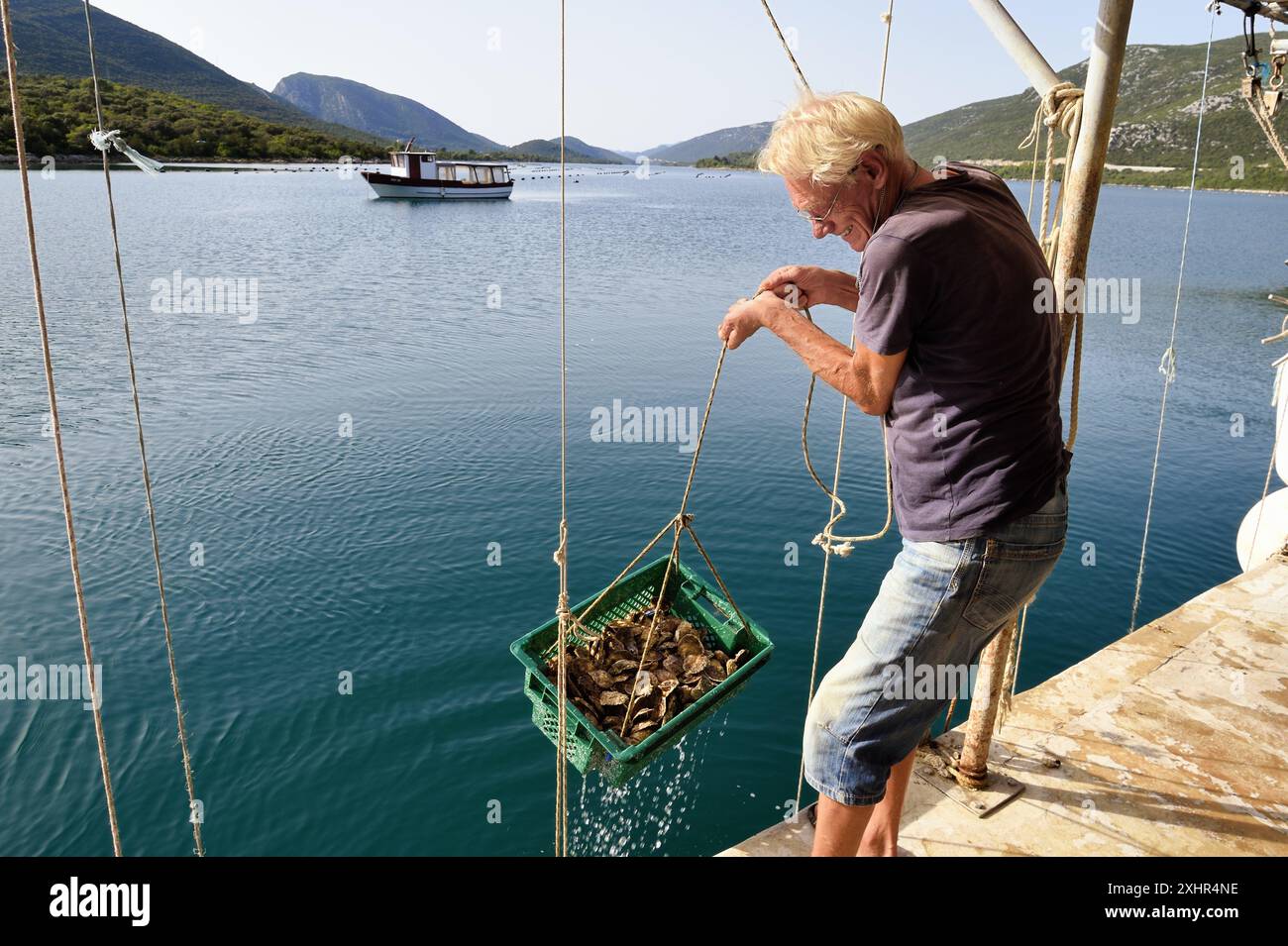 Croazia, Dalmazia, costa dalmata, penisola di Peljesac, stagno, il più grande centro di allevamento di ostriche sulla costa dalmata a Mali Ston, allevatore di ostriche Foto Stock