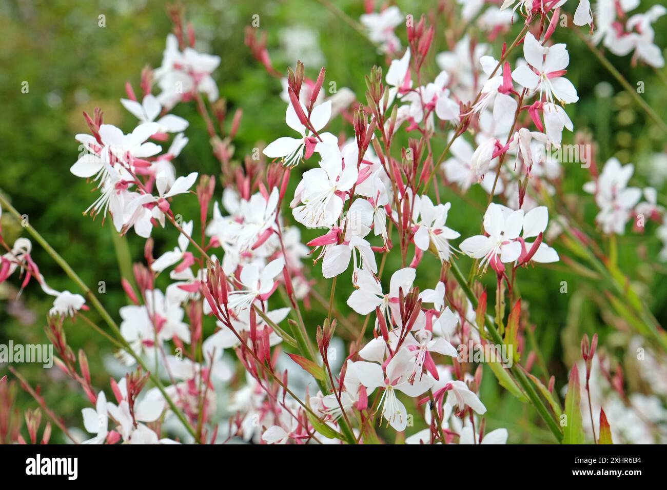 White Oenothera lindheimeri, o gaura «Farfalle Whirling» in fiore. Foto Stock