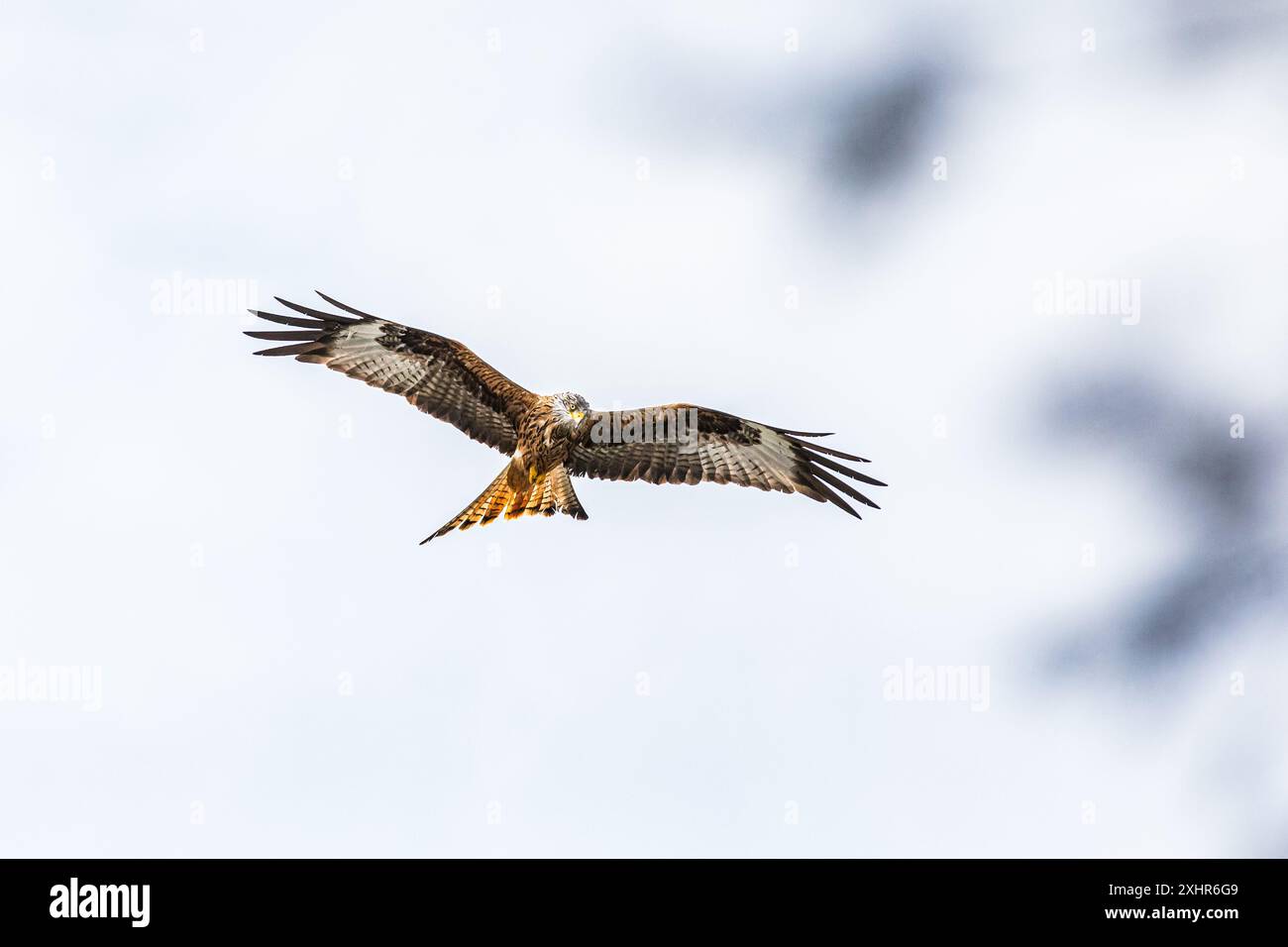 Primo piano di Red Kite contro il cielo Foto Stock