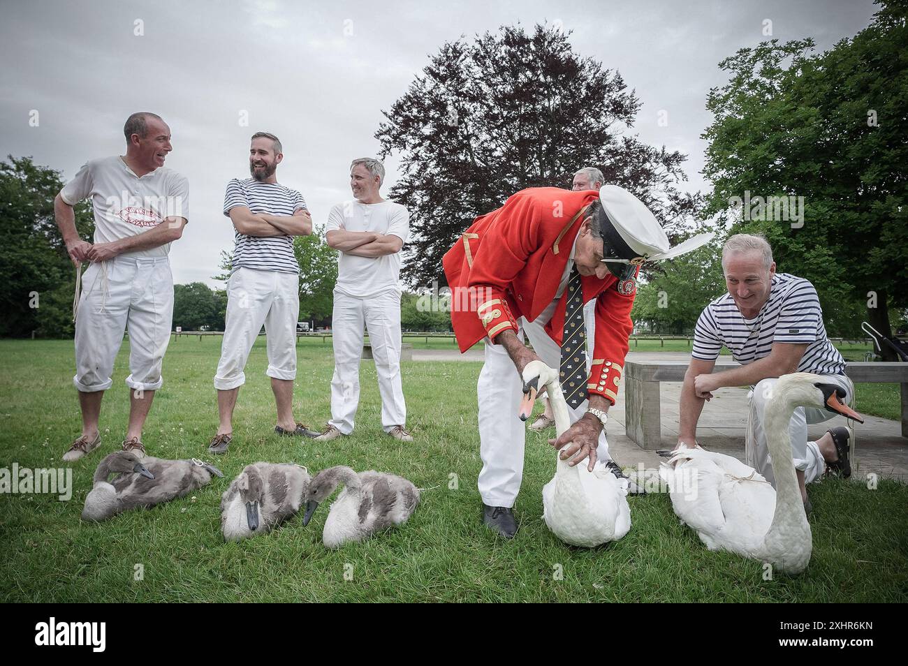 Londra Regno Unito. 15 luglio 2024. Il cigno annuale che sale sul fiume Tamigi svolge un ruolo importante nella conservazione del cigno muto e coinvolge il guardiano dei cigni del re raccogliendo dati, valutando la salute dei giovani cigneti ed esaminandoli per eventuali ferite. Le tomaie del cigno reale, che indossano l'uniforme scarlatta di sua Maestà il Re, viaggiano in tradizionali salti di canottaggio insieme alle tomaie del cigno delle compagnie di livrea dei Vintners e dei Dyers. Crediti: Guy Corbishley/Alamy Live News Foto Stock