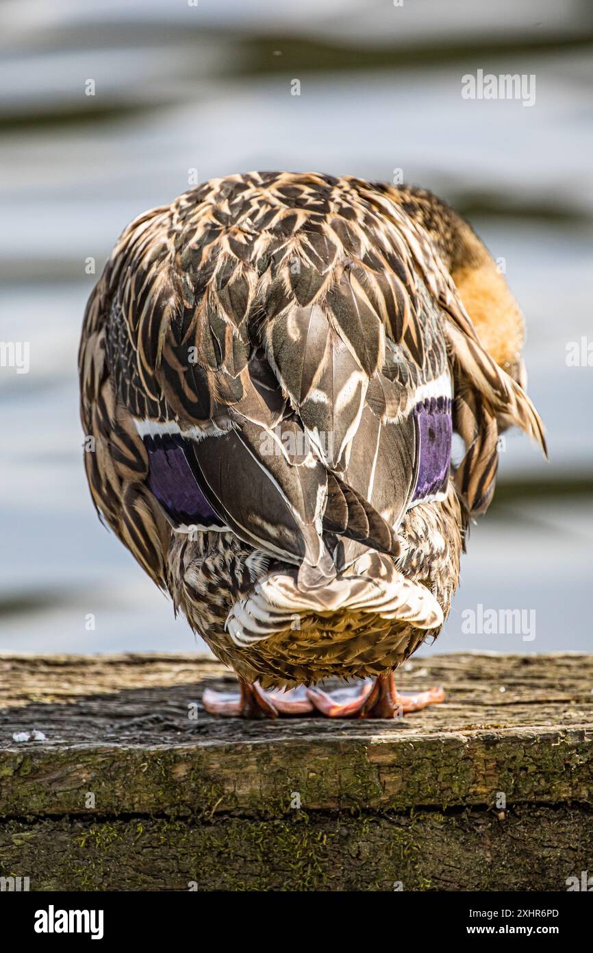 inusuale vista posteriore di un'anatra femmina Foto Stock