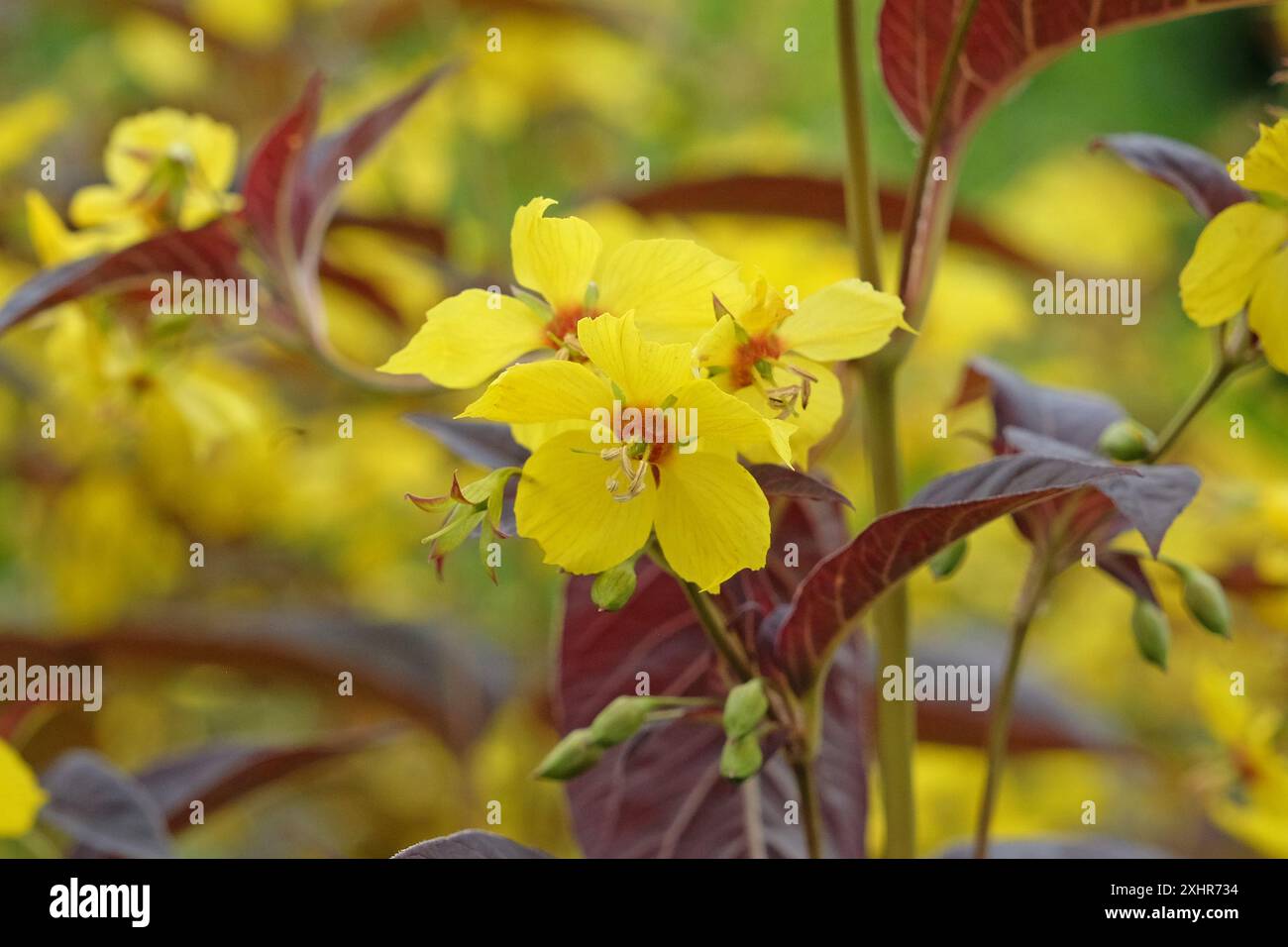 Lysimachia ciliata gialla «Firecracker» o Loosestrife frangiva in fiore. Foto Stock