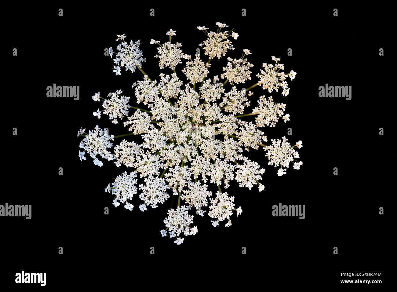La carota selvatica (Daucus carota) fiorisce su sfondo nero Foto Stock
