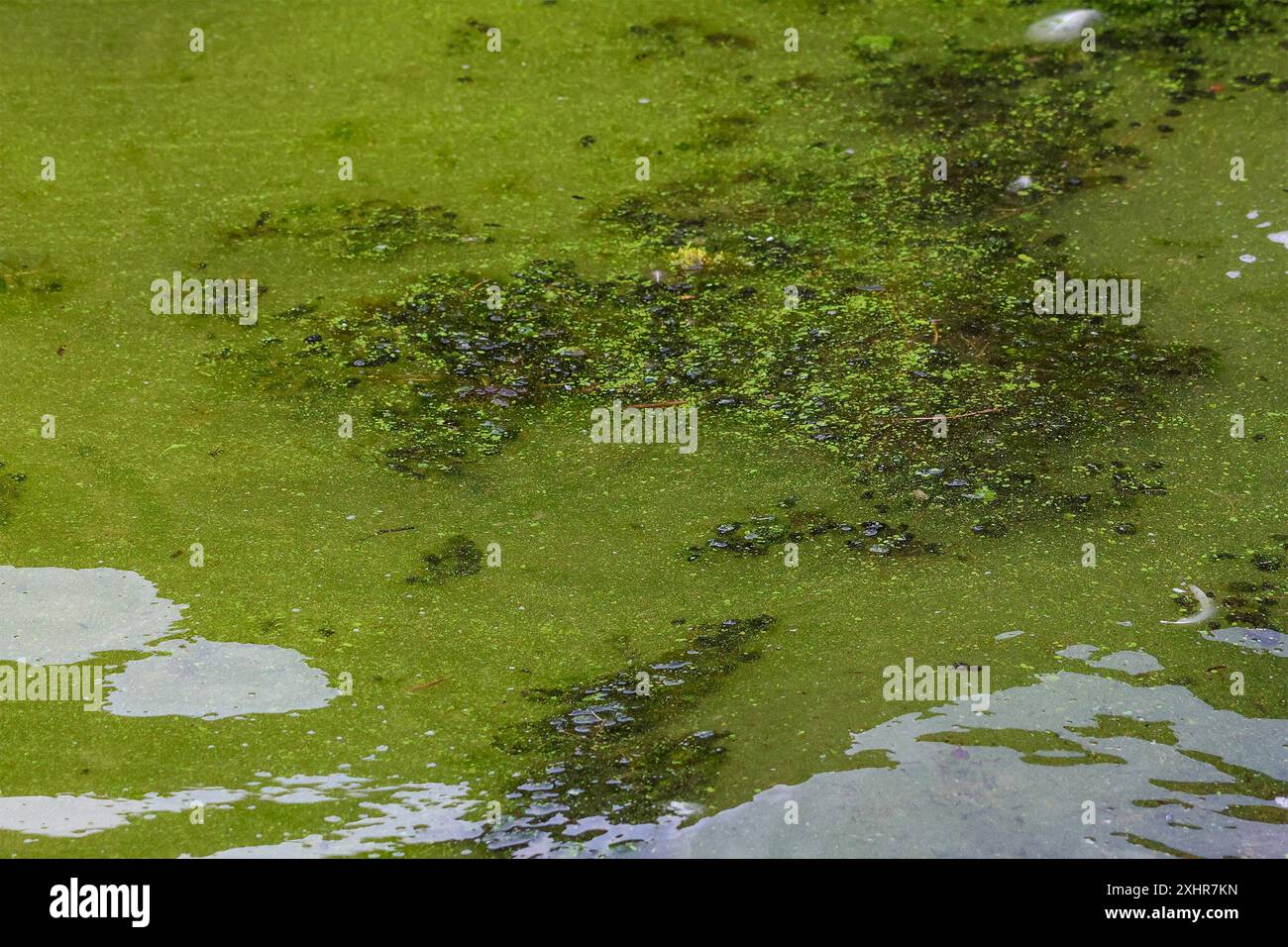 Oxford Island, Lough Neagh, Contea di Armagh, Irlanda del Nord, Regno Unito. 15 luglio 2024. Meteo nel Regno Unito – una giornata più calda e più soleggiata di recente hanno visto fiorire le alghe blu-verdi, ancora una volta, che hanno iniziato a diffondersi sul Lough Neagh. Le ultime giornate estive più fredde e grigie fino ad oggi avevano ritardato la fioritura. Crediti: CAZIMB/Alamy Live News. Foto Stock