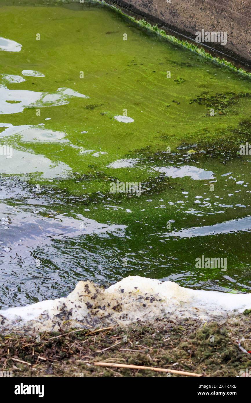 Oxford Island, Lough Neagh, Contea di Armagh, Irlanda del Nord, Regno Unito. 15 luglio 2024. Meteo nel Regno Unito – una giornata più calda e più soleggiata di recente hanno visto fiorire le alghe blu-verdi, ancora una volta, che hanno iniziato a diffondersi sul Lough Neagh. Le ultime giornate estive più fredde e grigie fino ad oggi avevano ritardato la fioritura. Crediti: CAZIMB/Alamy Live News. Foto Stock