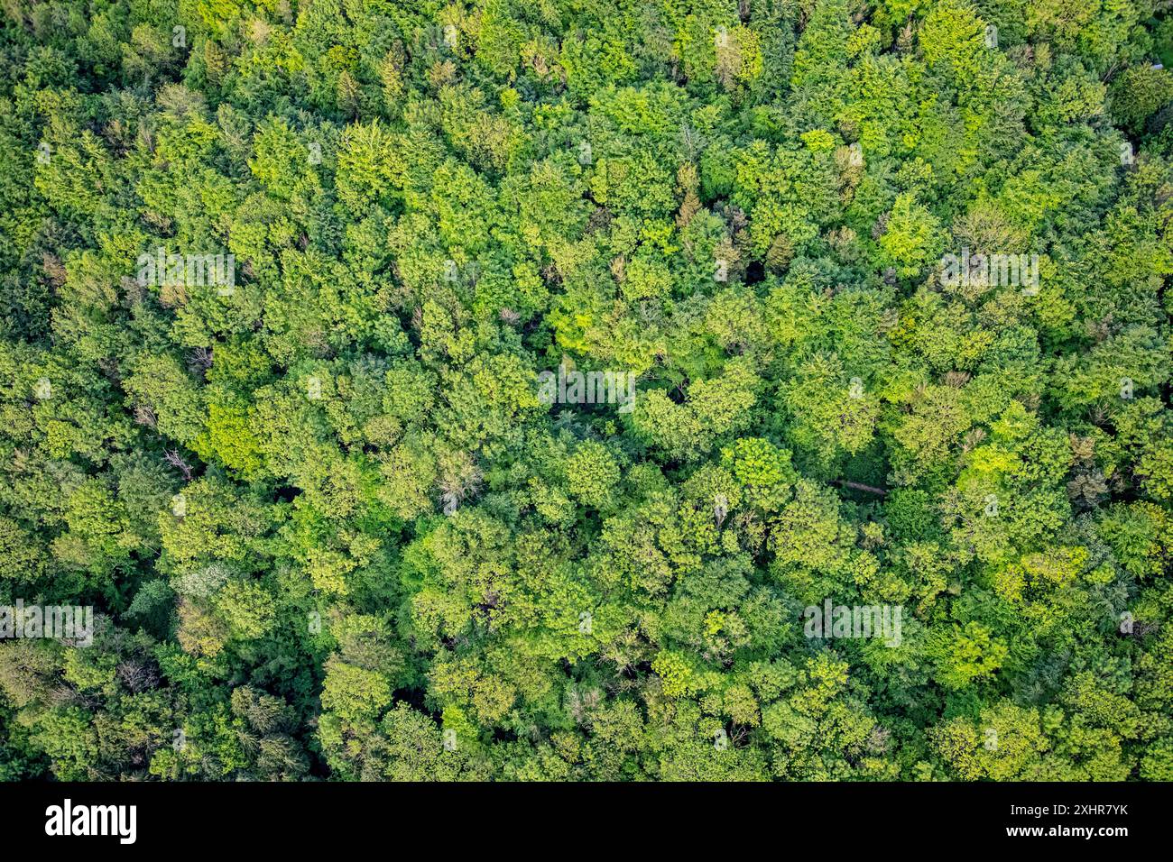 Mare boscoso di alberi verdi visto dall'alto, concetto, sostenibile, ecologia, vista aerea Foto Stock