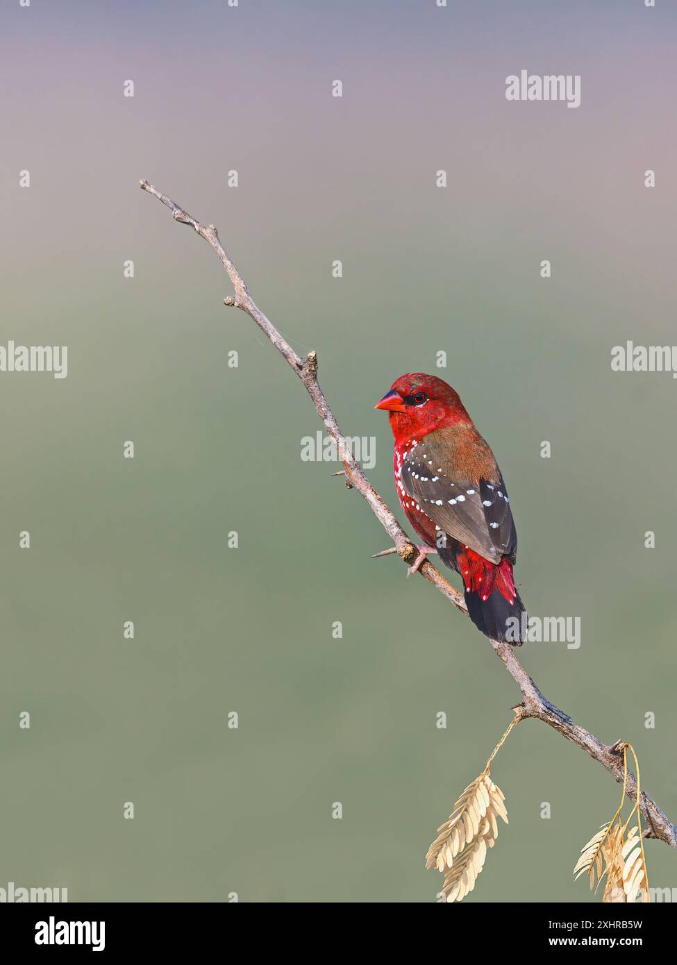 Red Avadavat, Red Munia o Strawberry Finch, è un uccello delle dimensioni di un passero della famiglia degli Estrildidae. Si trova nei campi aperti e nelle praterie. Foto Stock