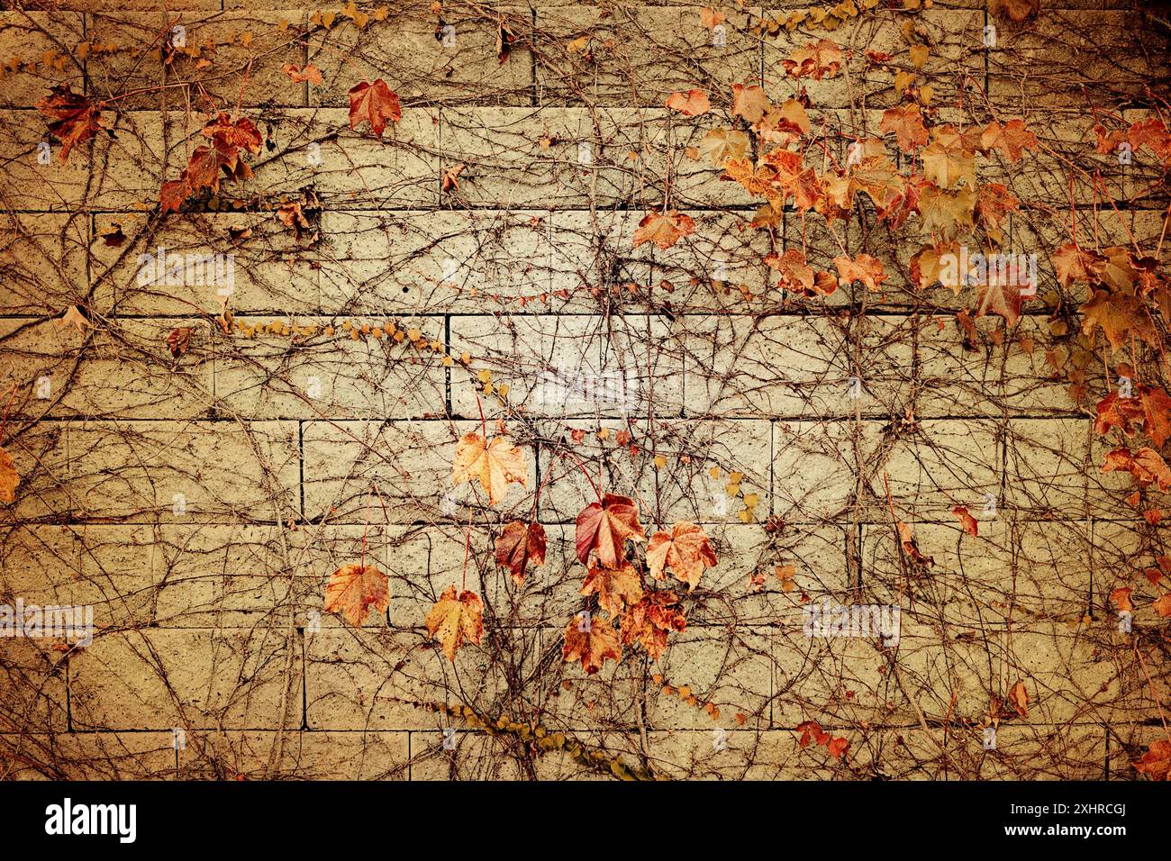 In stile vintage foto di sfondo a parete Foto Stock