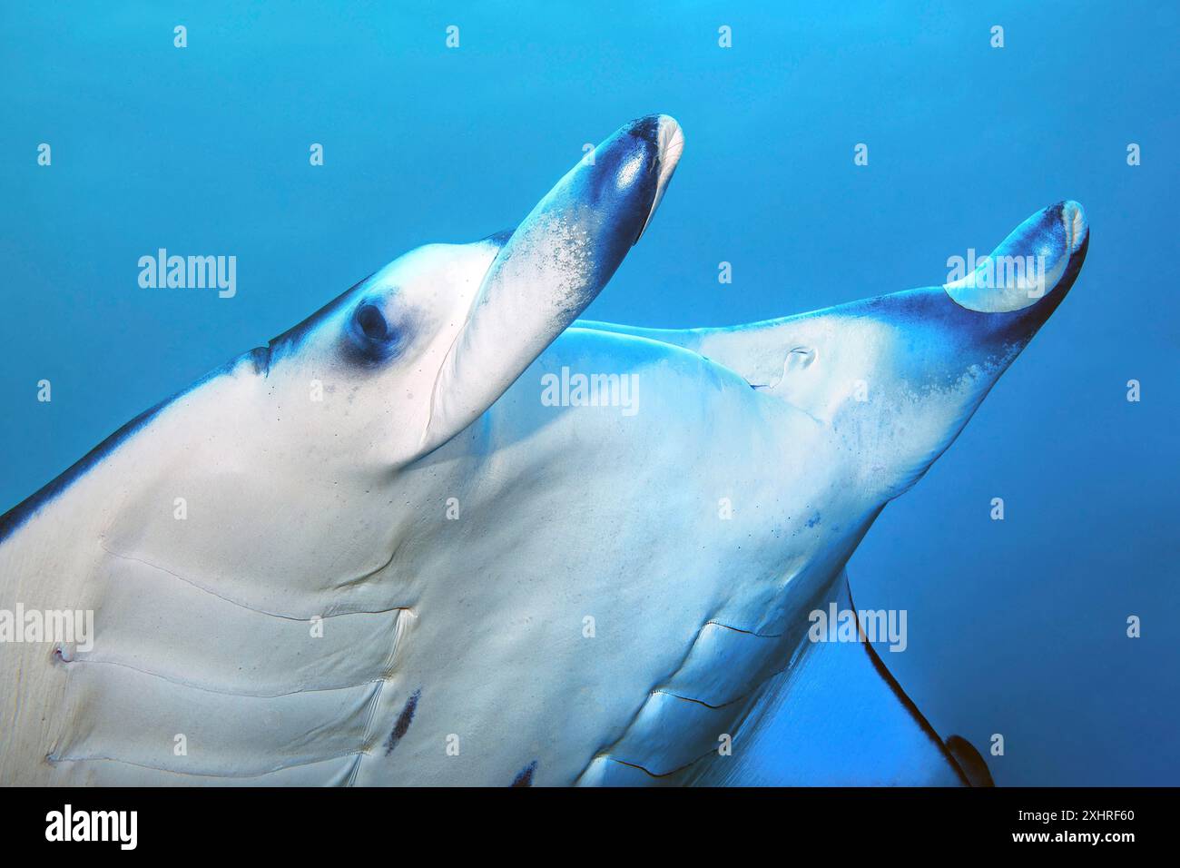 Primo piano della testa di manta ray (Manta) con alette arrotolate per la testa, Oceano Indiano, Oceano Pacifico Foto Stock