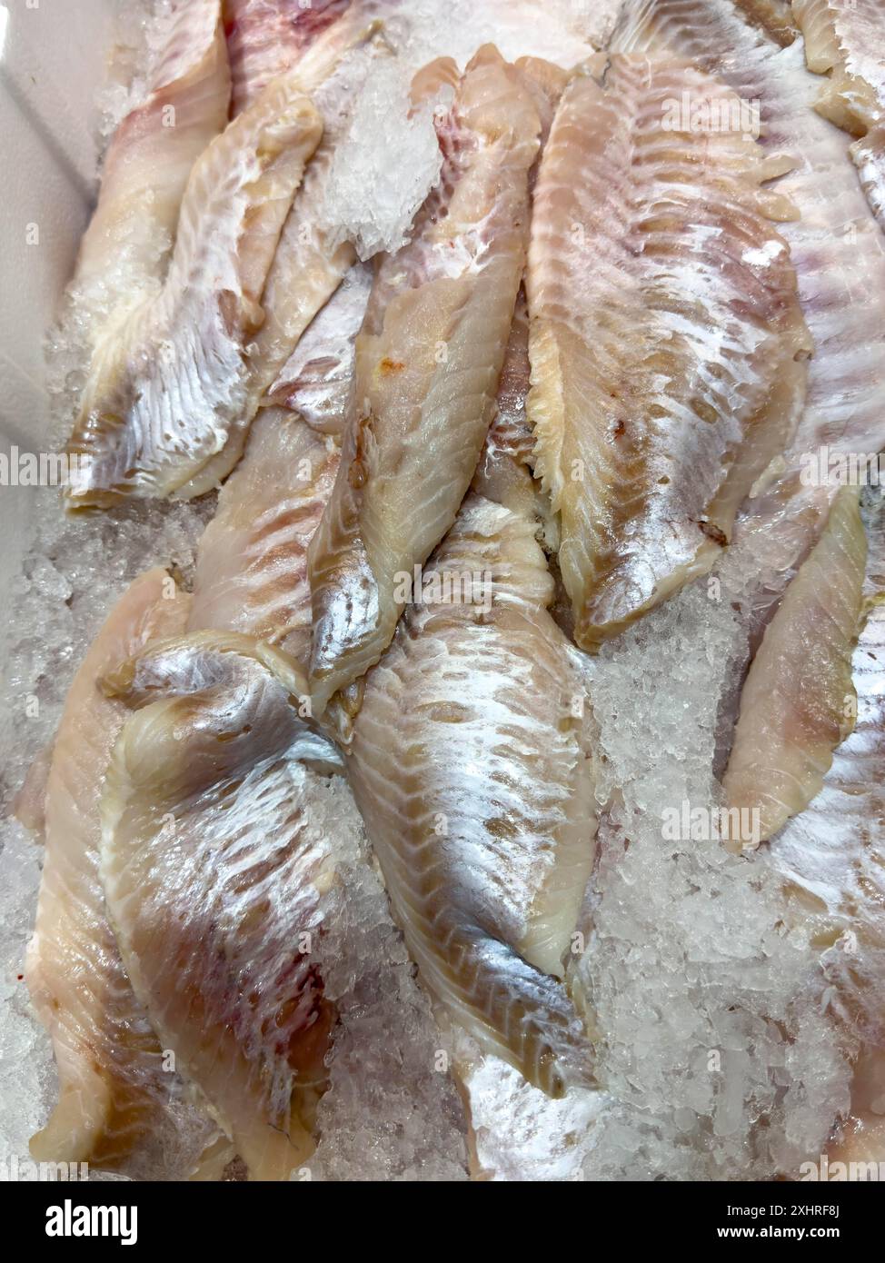 Esposizione di pesce pescato pesce fresco filetti di scorfano filetti di scorfano (Sebastes norvegicus) su ghiaccio in bancone refrigerato di Foto Stock