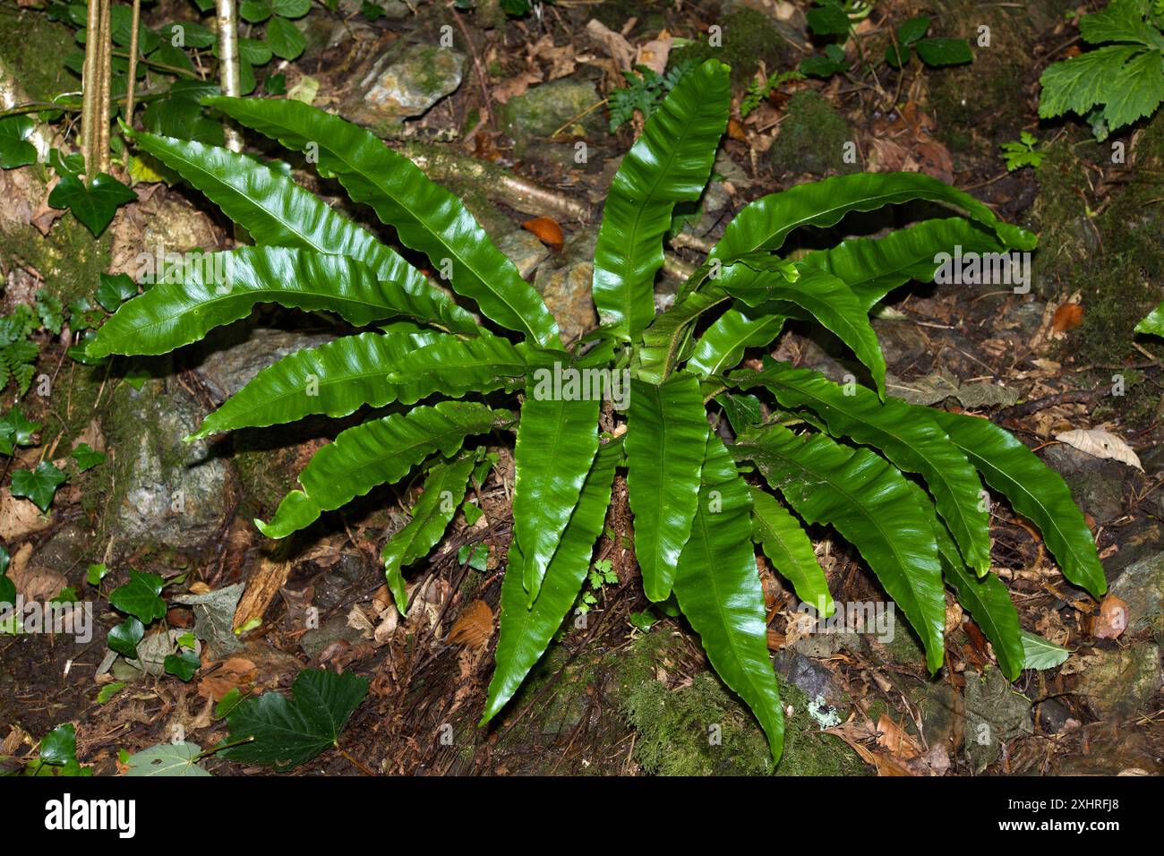L'Asplenium scolopendrium (felce della lingua di hart) è una felce sempreverde originaria dell'emisfero settentrionale. Cresce in terreni ricchi di calce nei boschi decidui. Foto Stock